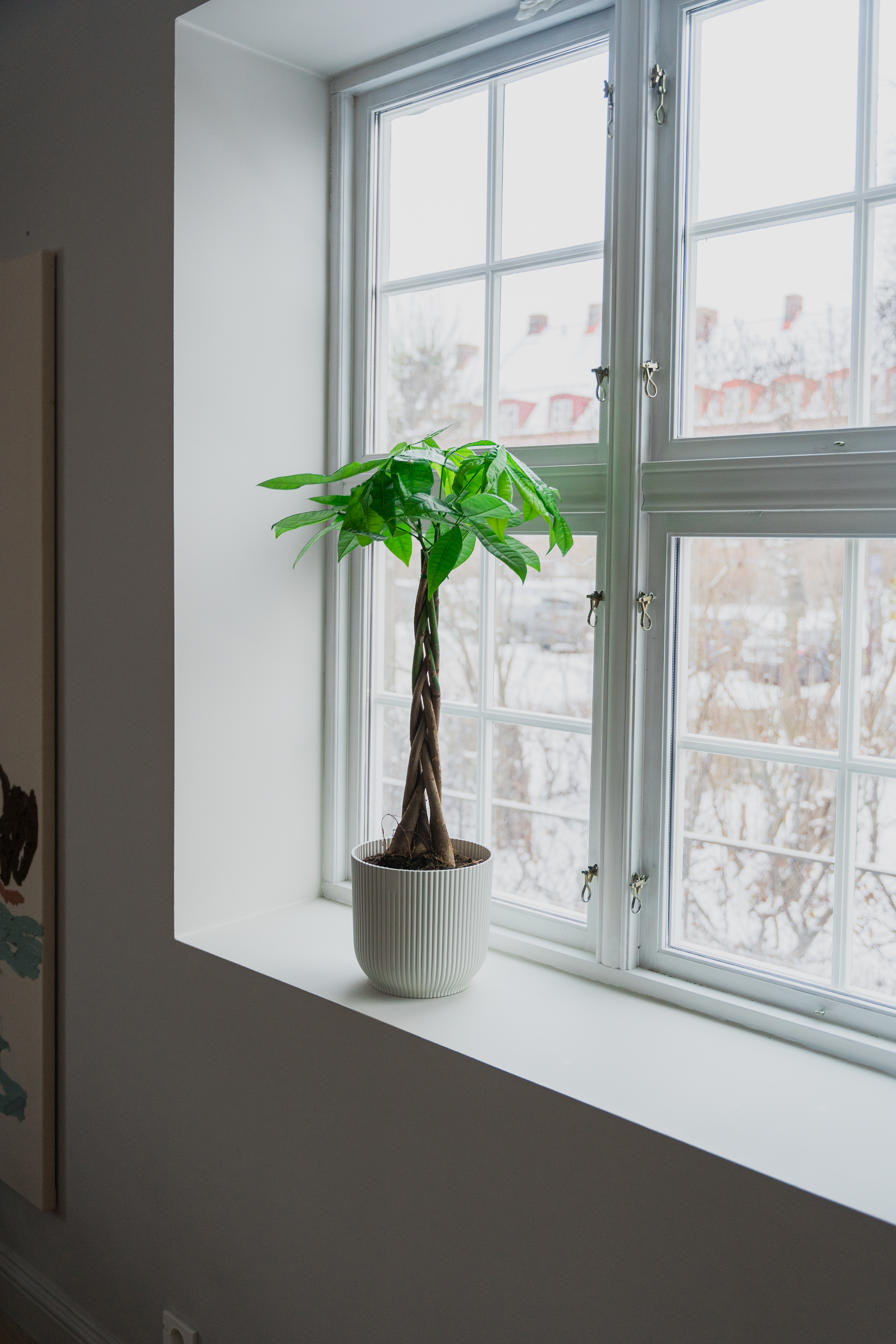 Paraplytre / Pachira aquatica