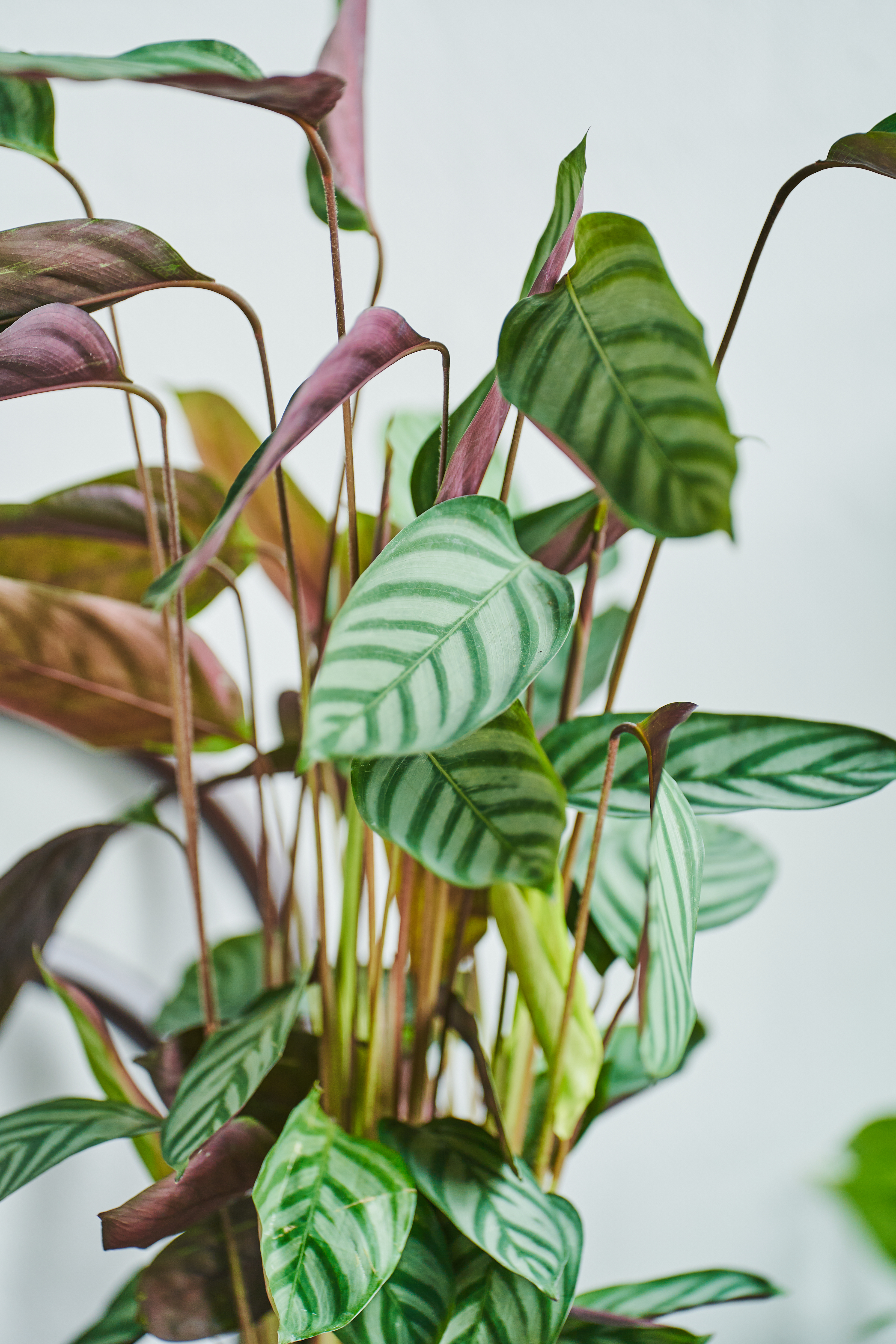 Calathea