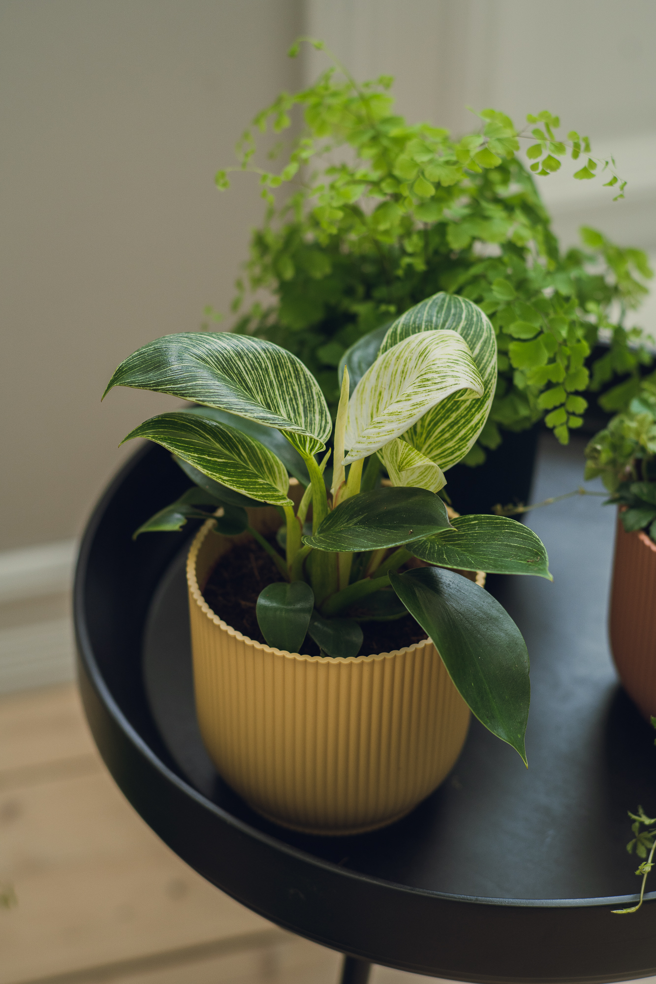 Philodendron hybrid 'White measure' / Treklatrer