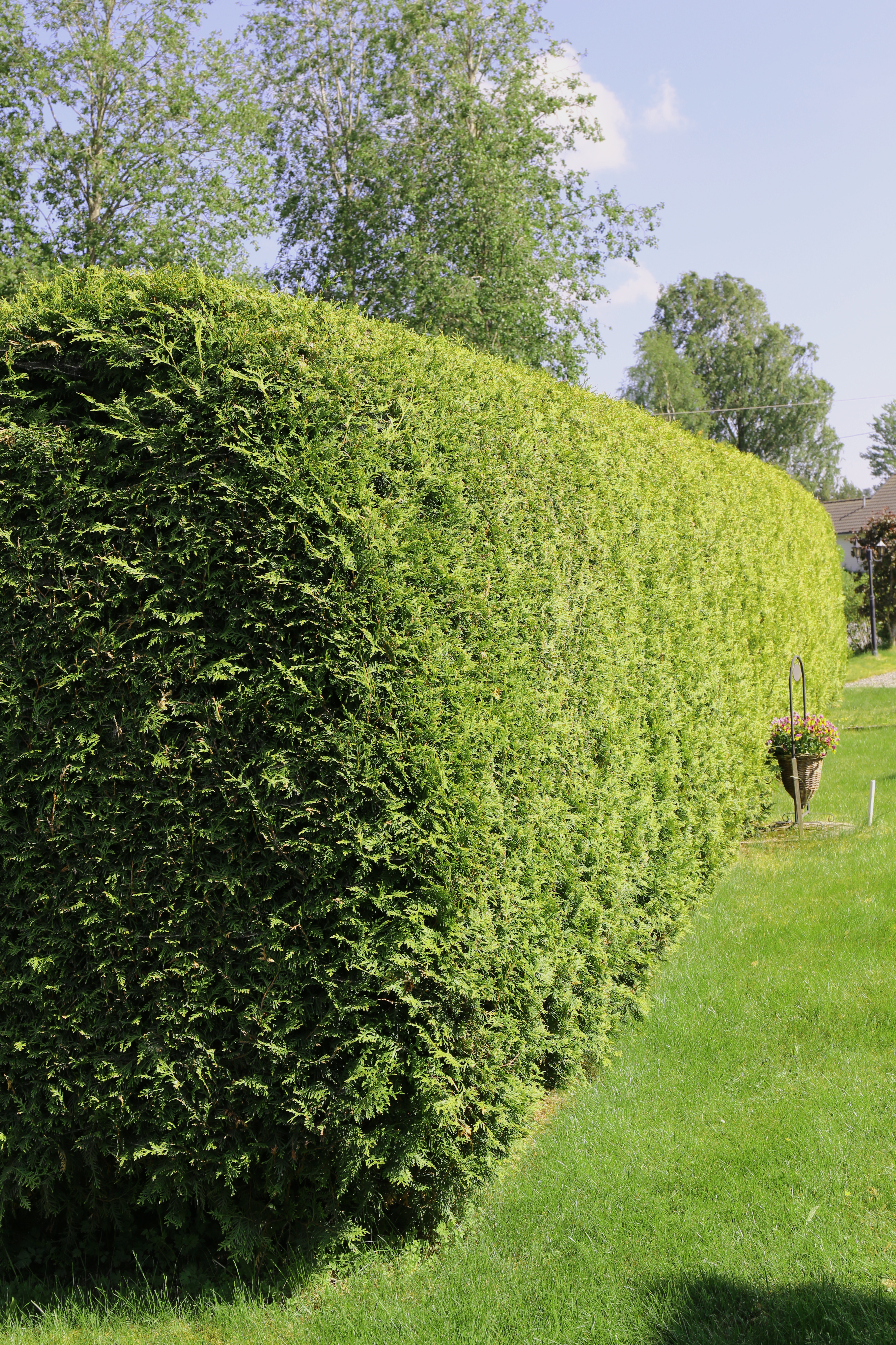 thuja brabant hekk
