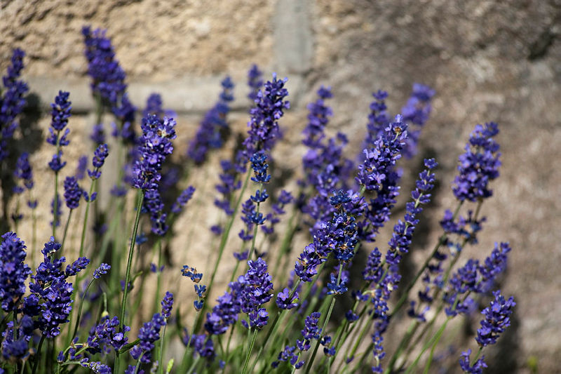 LAVENDEL 'HIDCOTE BLUE'