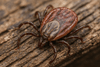 Flåttbitt og borreliose: Beskyttelse, fjerning og symptomer