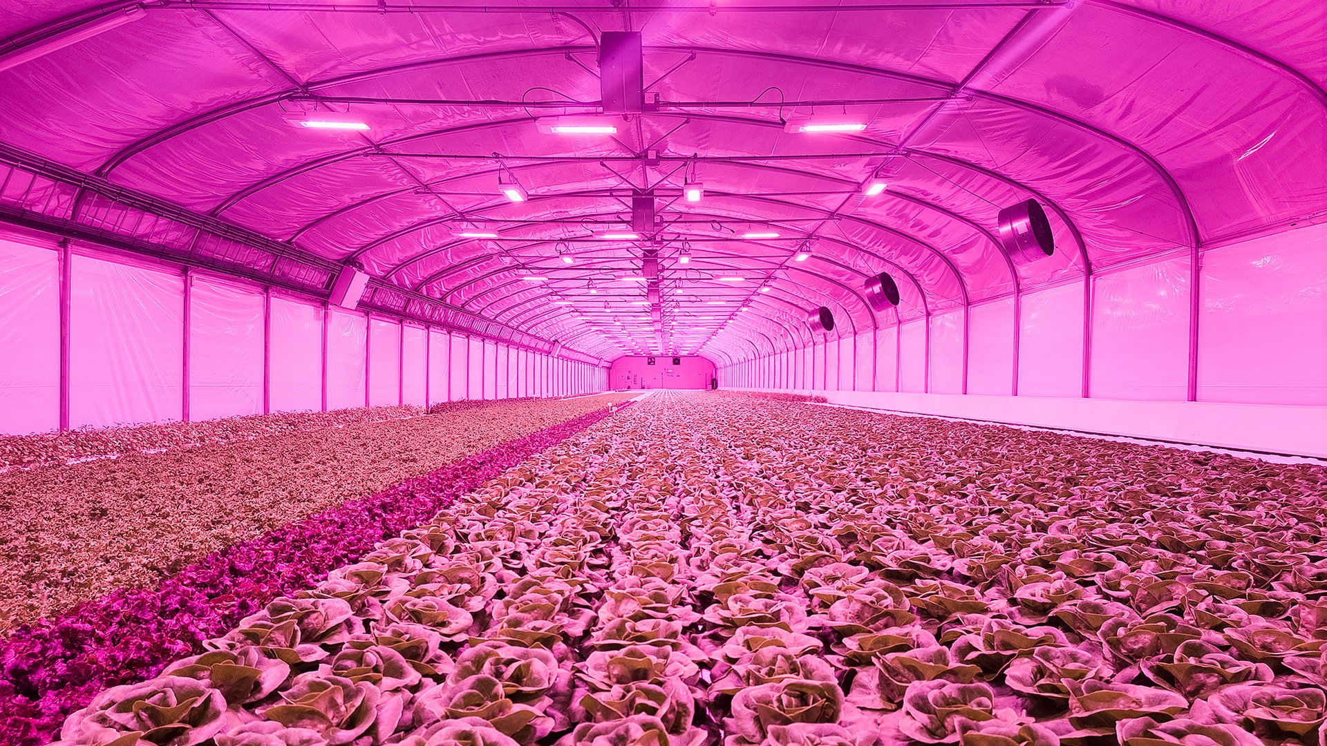 Växa odlar smågrönt i hydroponiska odlingar under jord.