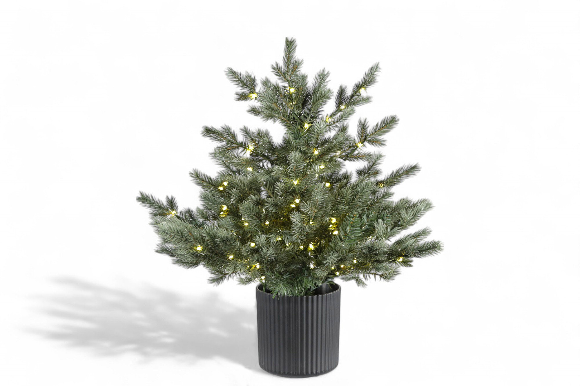 Sølvgran  i potte 60cm