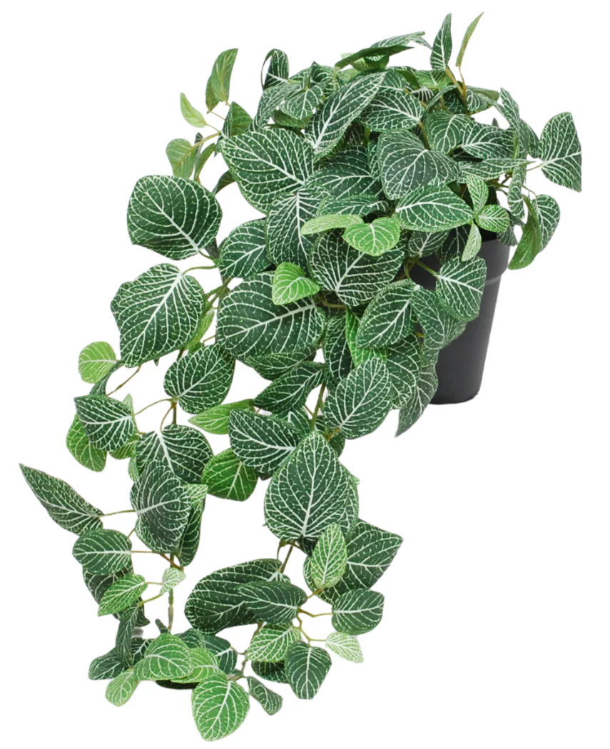 Kunstig Hengeplante Fittonia Grønnhvit i Potte UV 60cm
