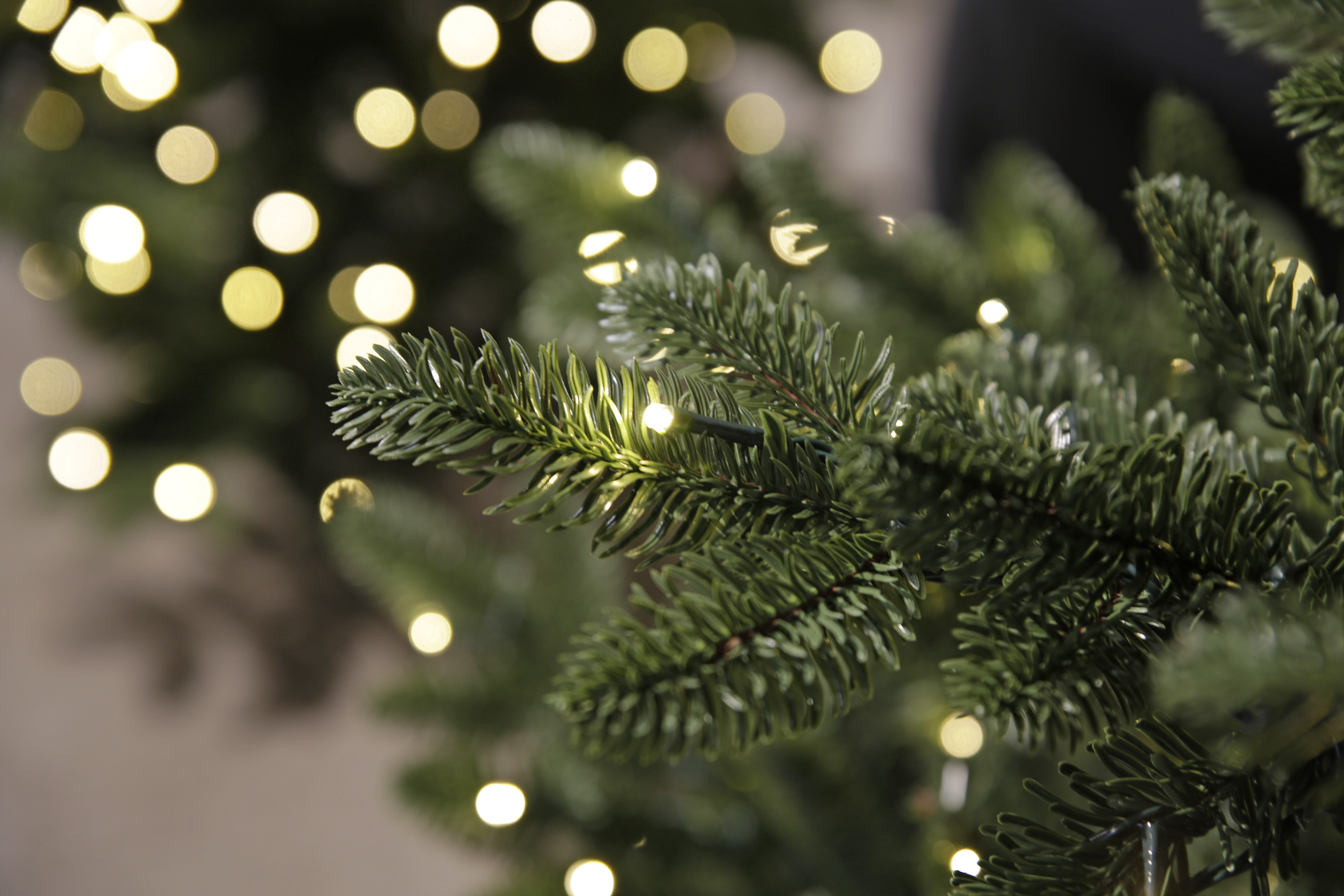 Saga Juletre 210cm