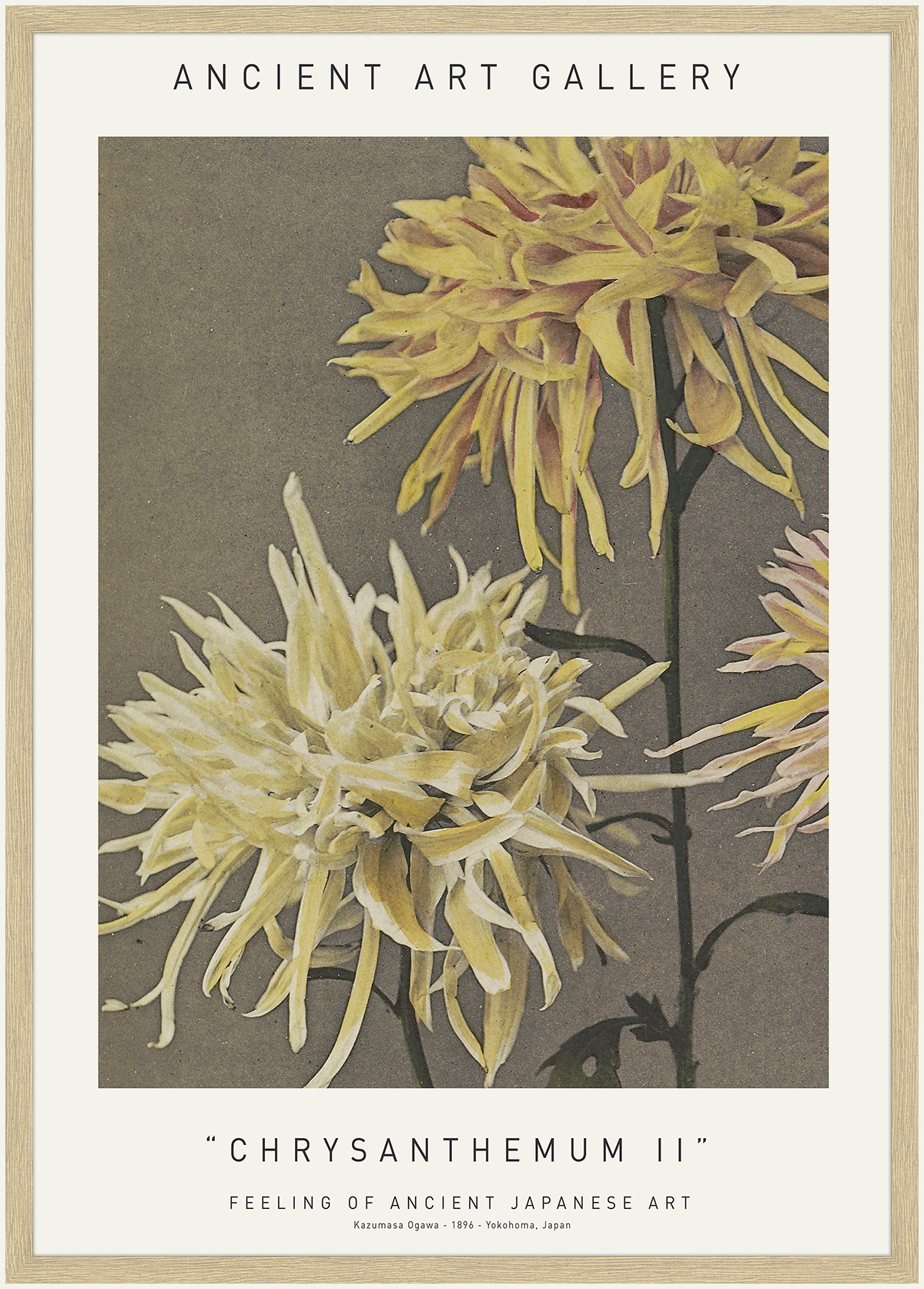 Chrysanthemum II 50 x 70