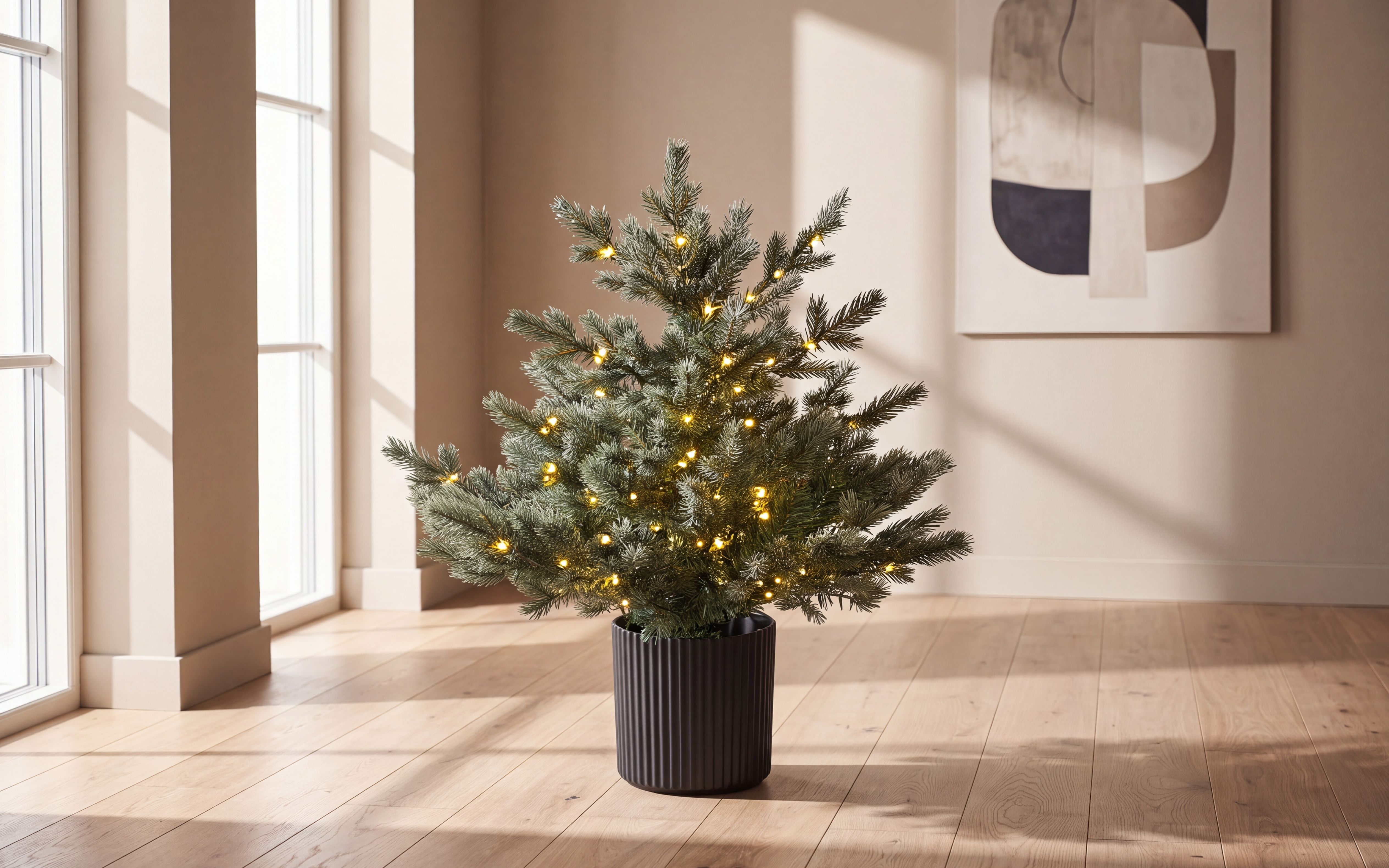 Sølvgran  i potte 60cm