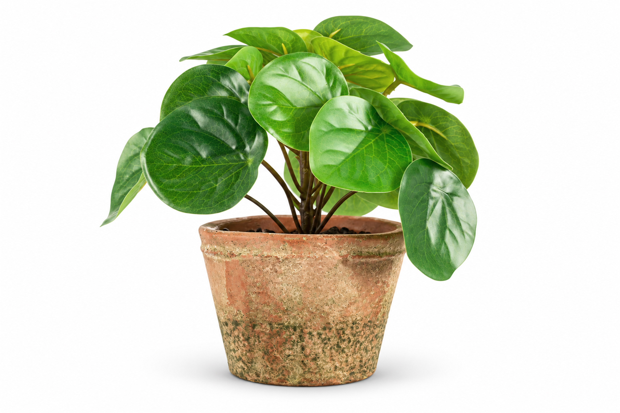 Kunstig Mini Pengeplante i Retropotte UV 15cm