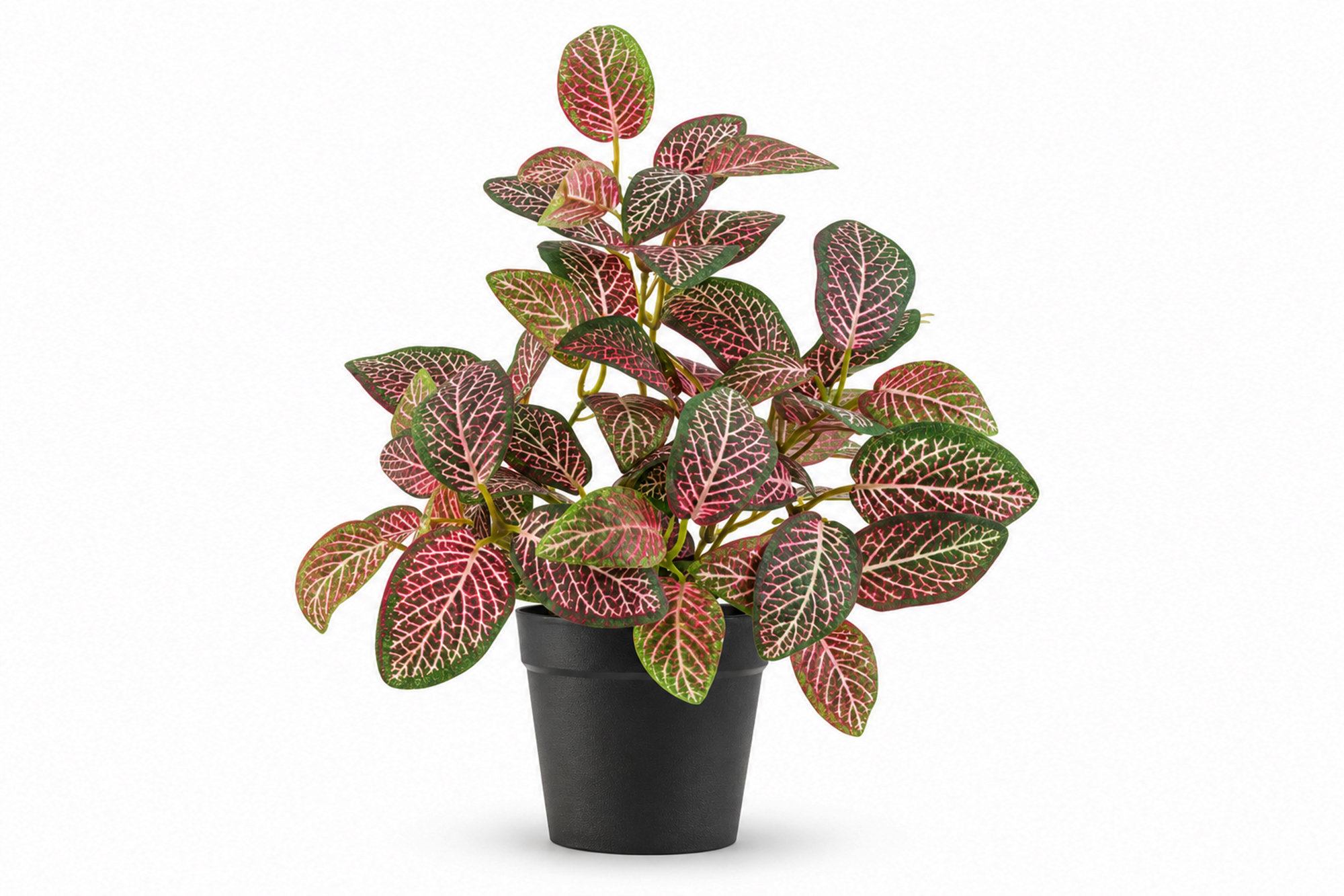 Kunstig Fittonia Rød i Potte UV 25cm