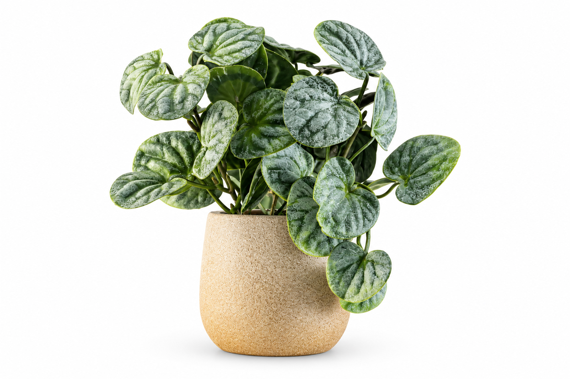 Kunstig Peperomia Busk 18 cm