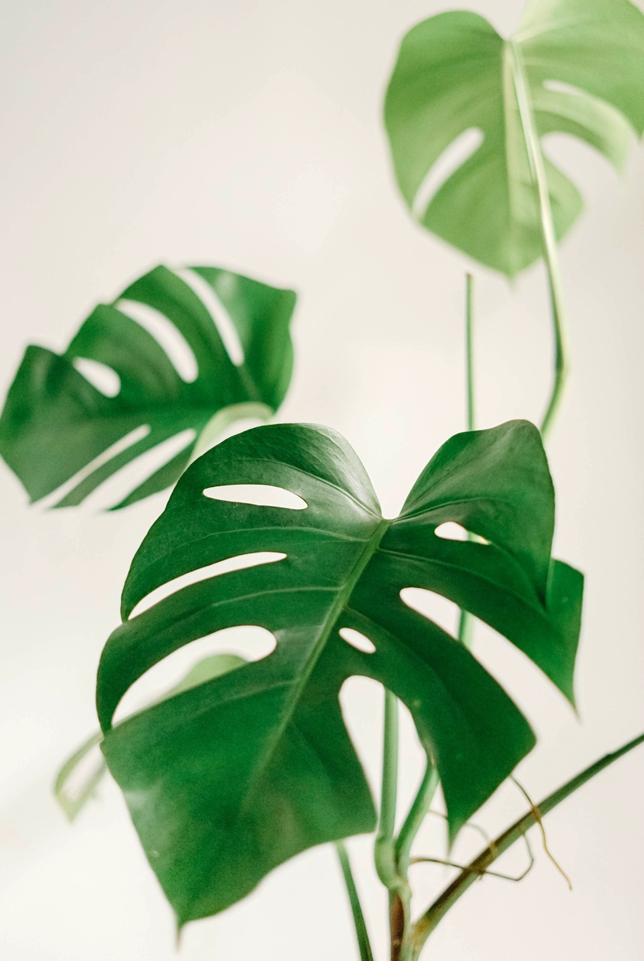 Monstera deliciosa
