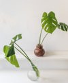 Monstera small