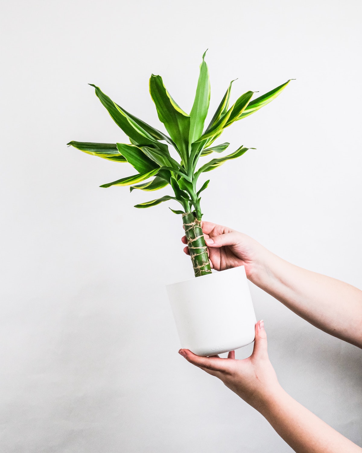 Dracaena Fragrans