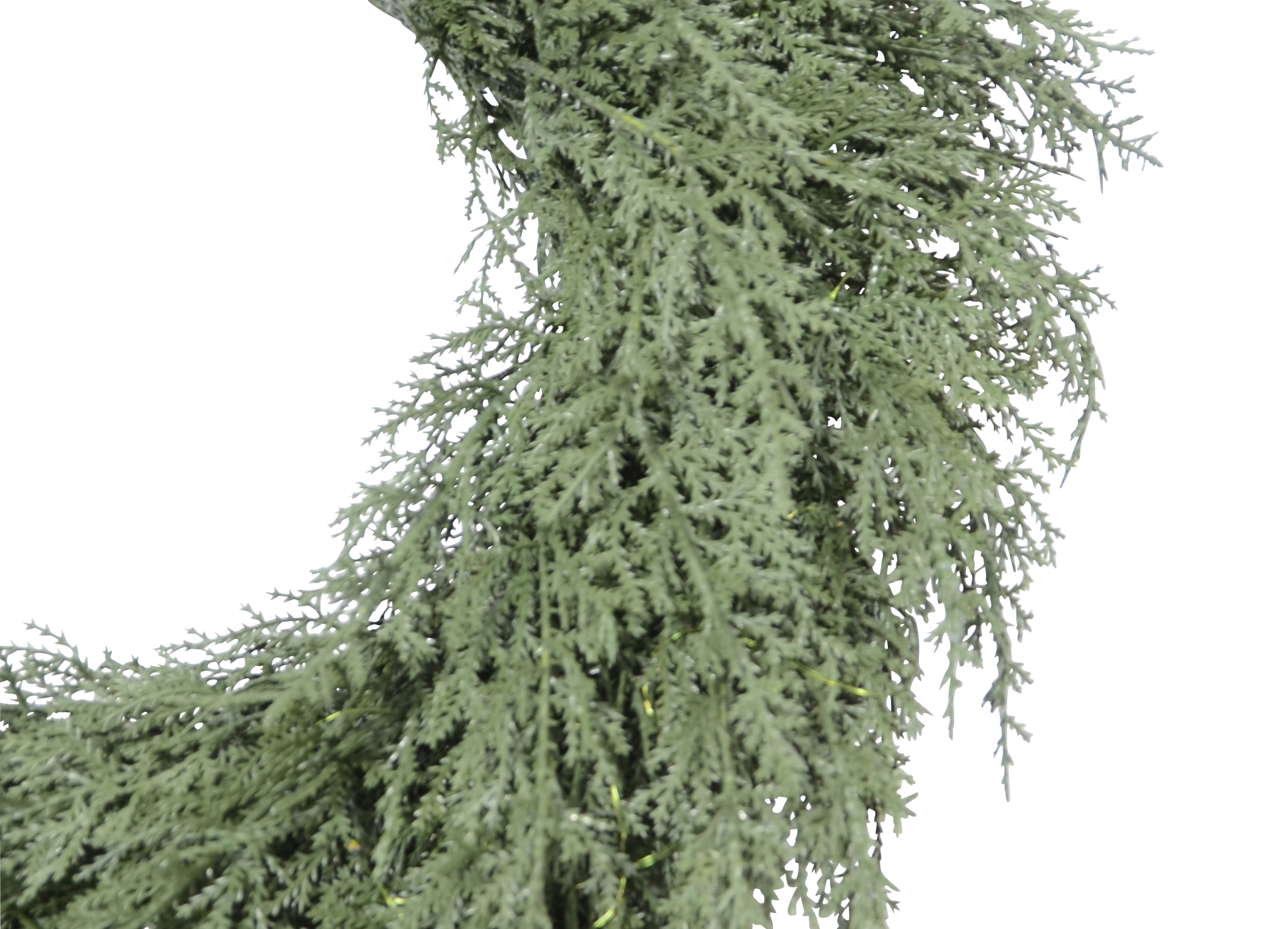 Wreath Thuja