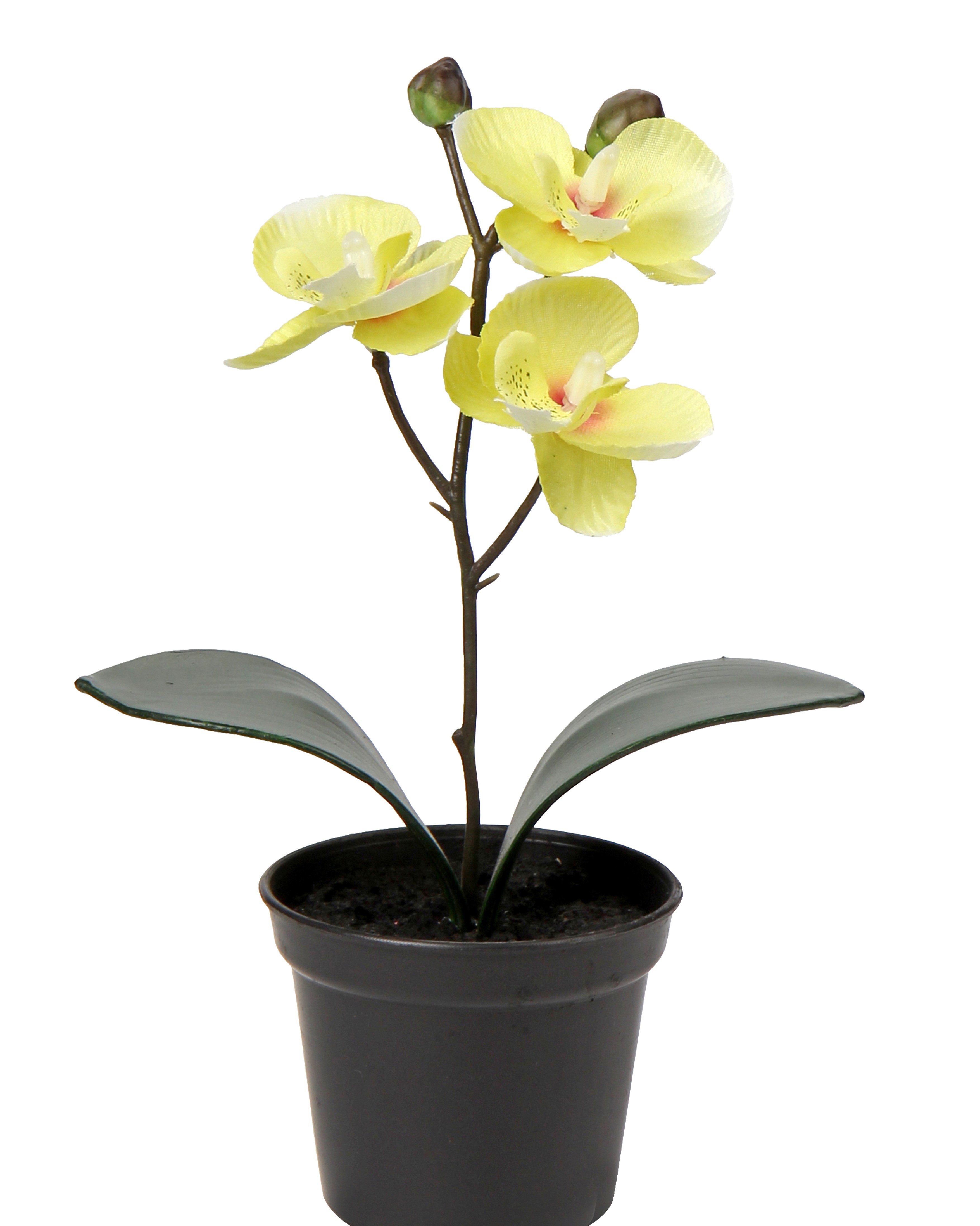 Orchid in pot H20 yellow