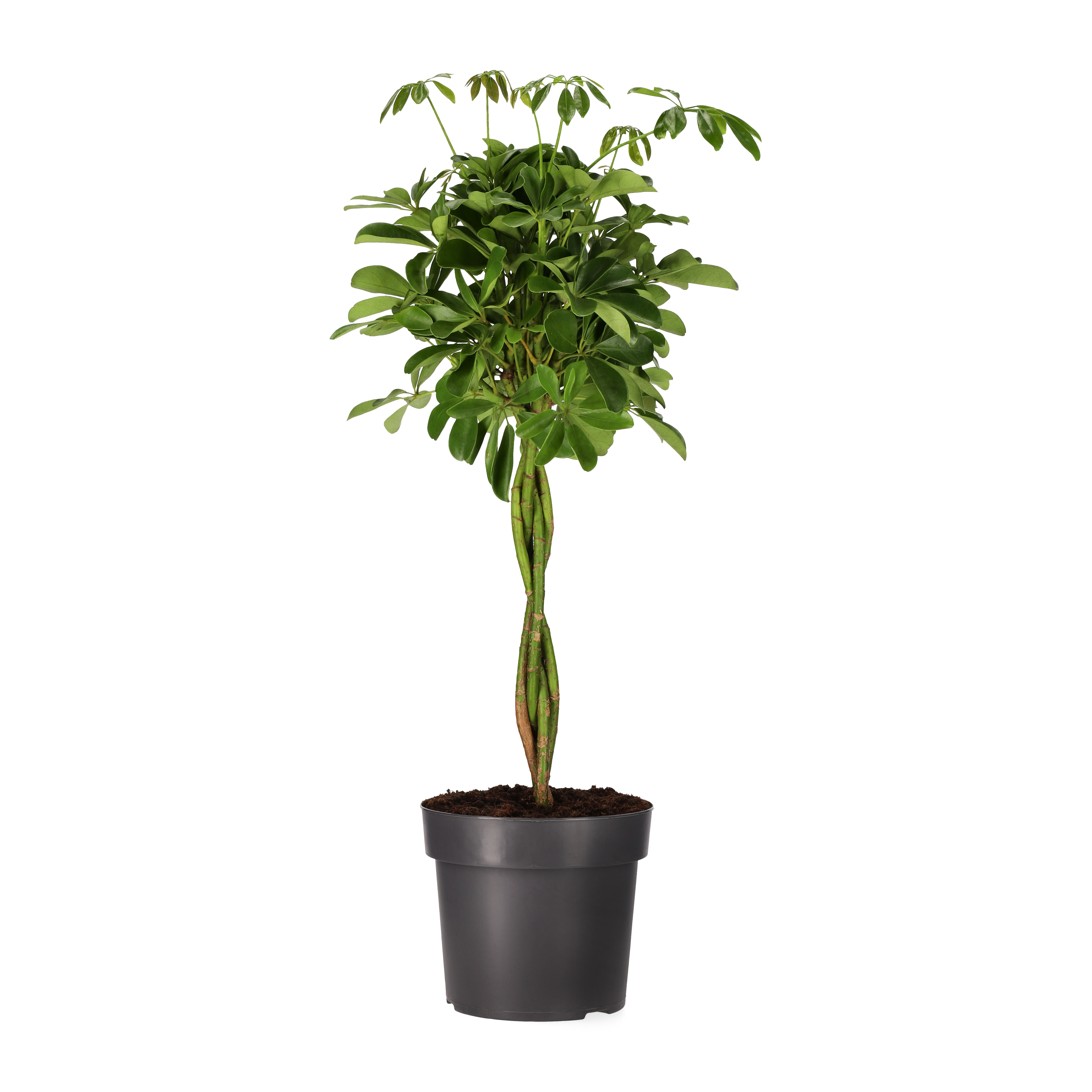 Schefflera arboricola 'Nora' braid 24 cm
