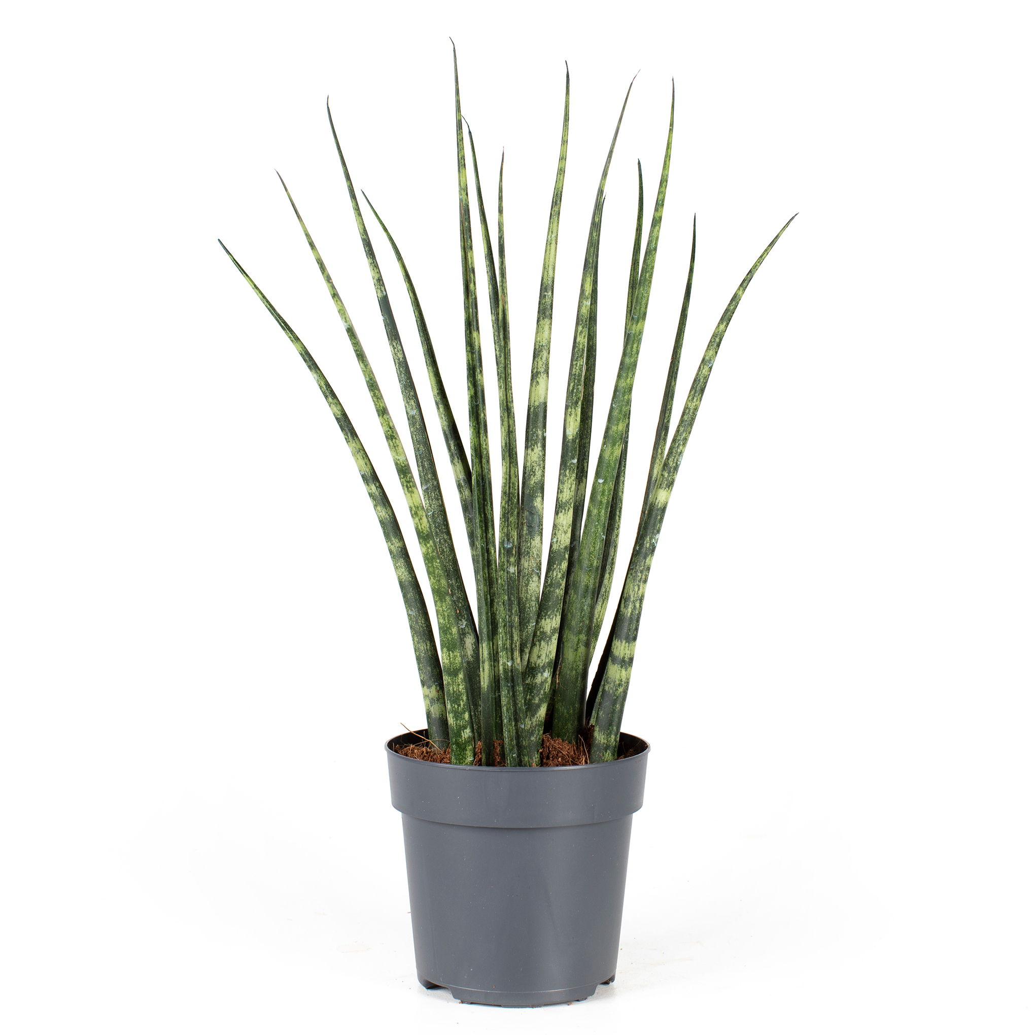 Sansevieria 'Fernwood' 11 cm