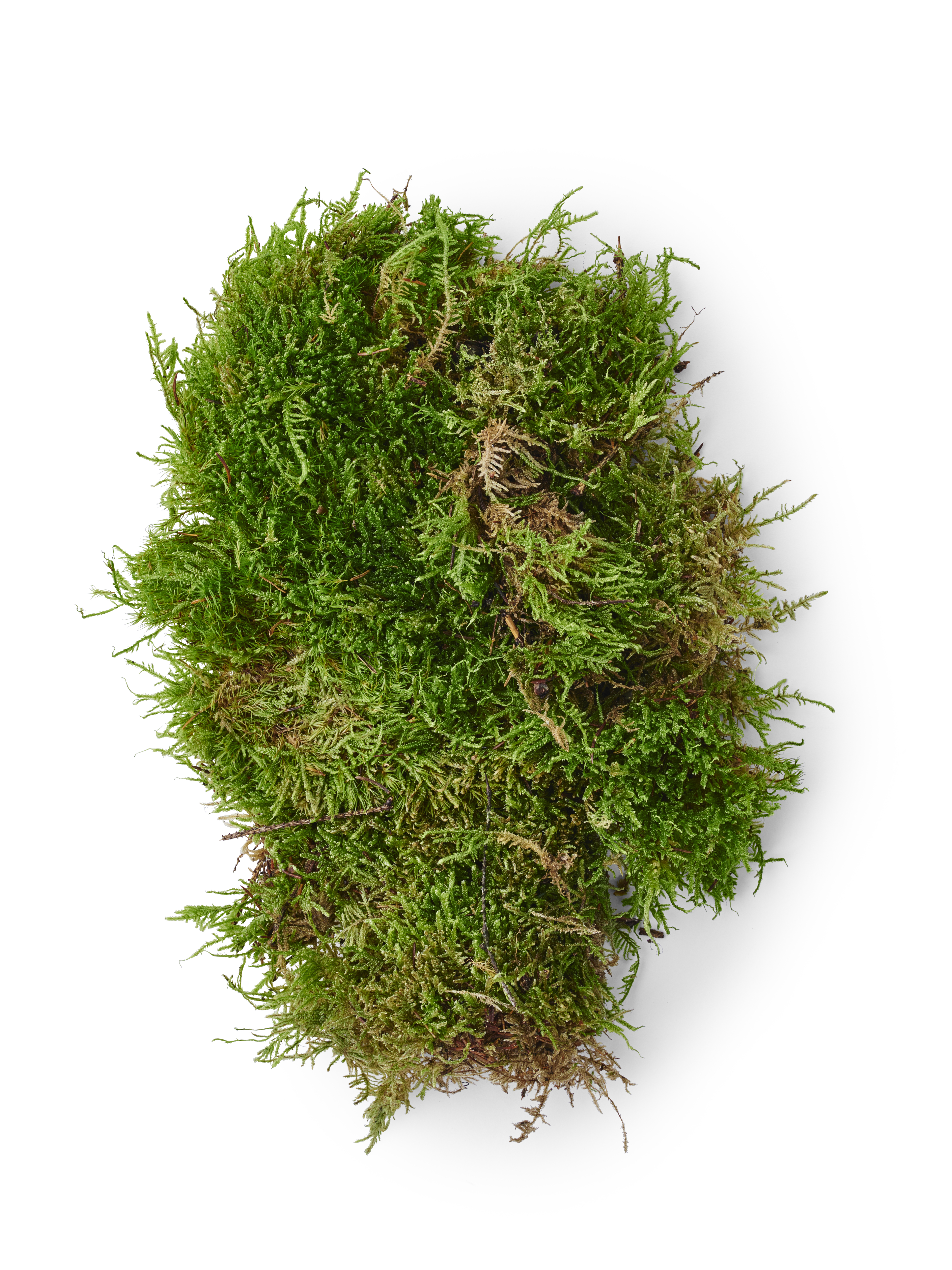 Green moss in plastic bag