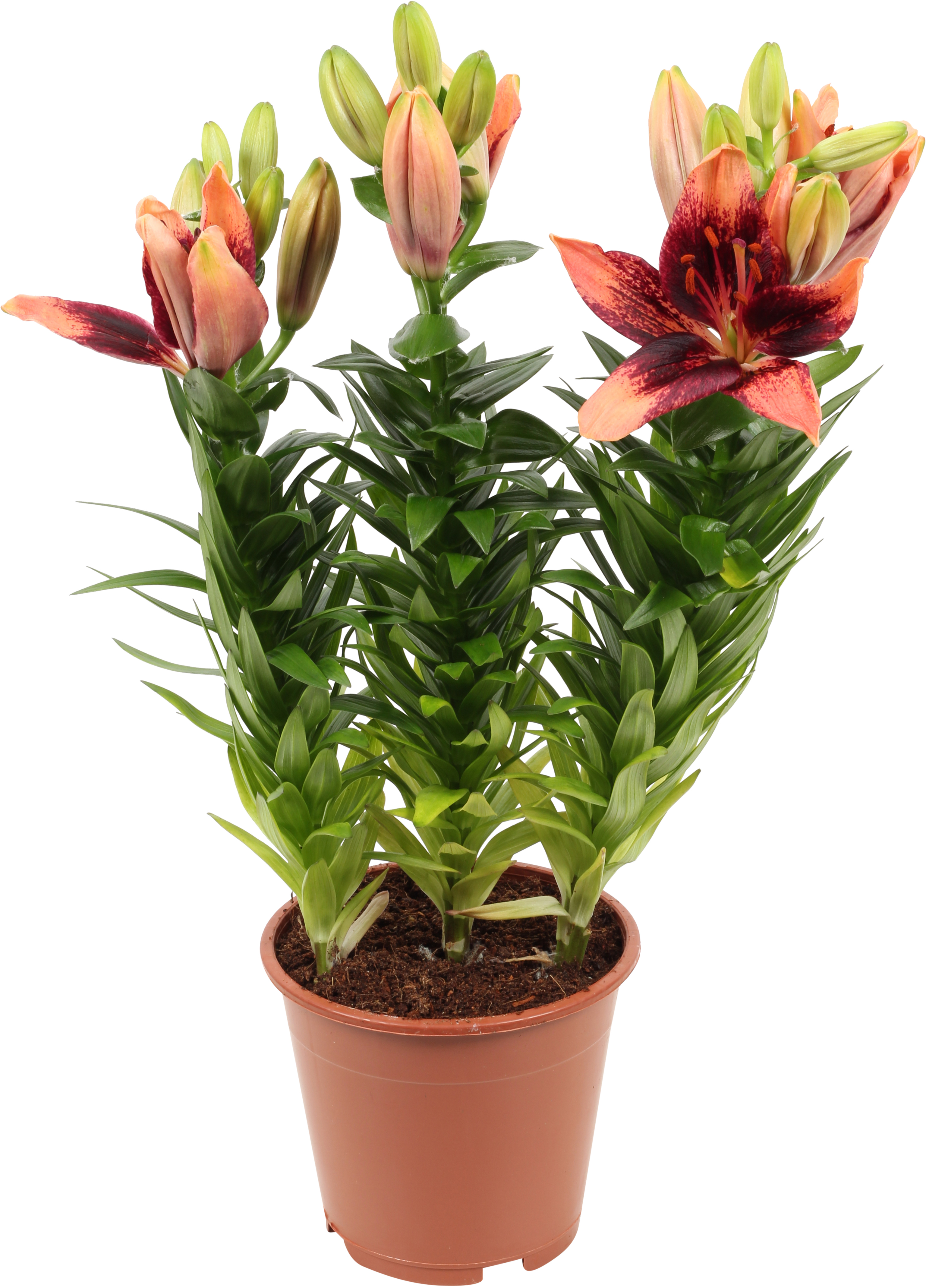 Lilium 'Tiny mix Aziaten' mix 13 cm