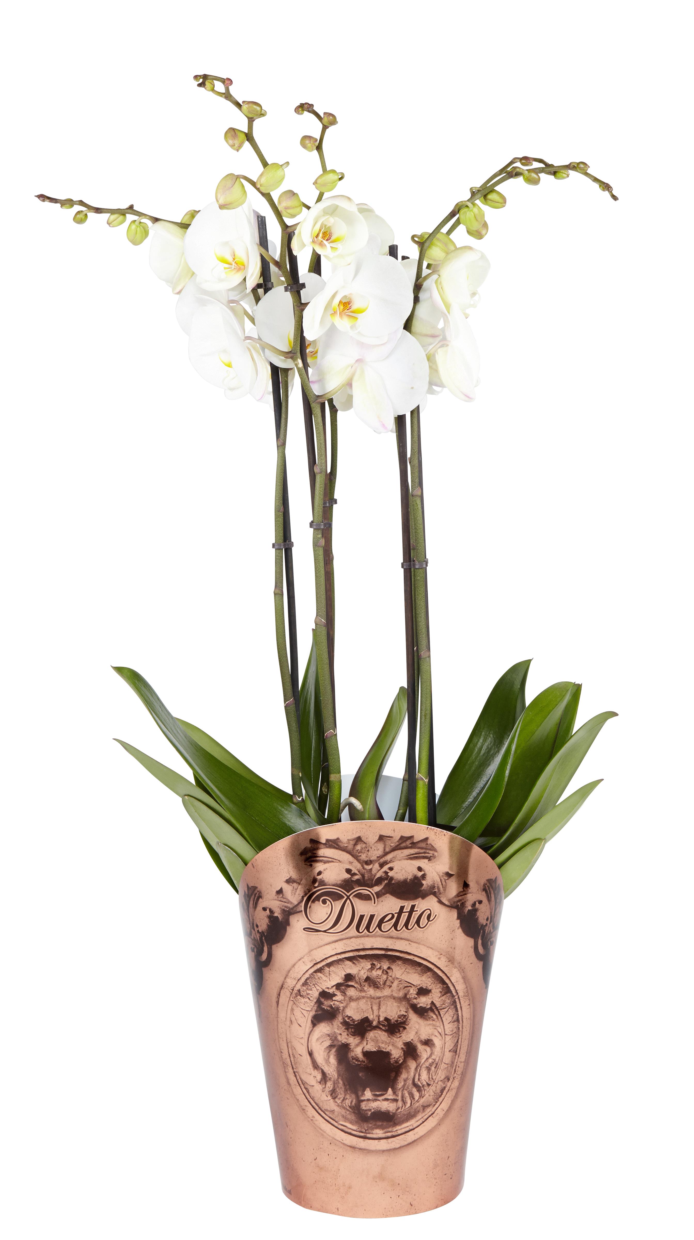 Brudorkidé 'Duetto'