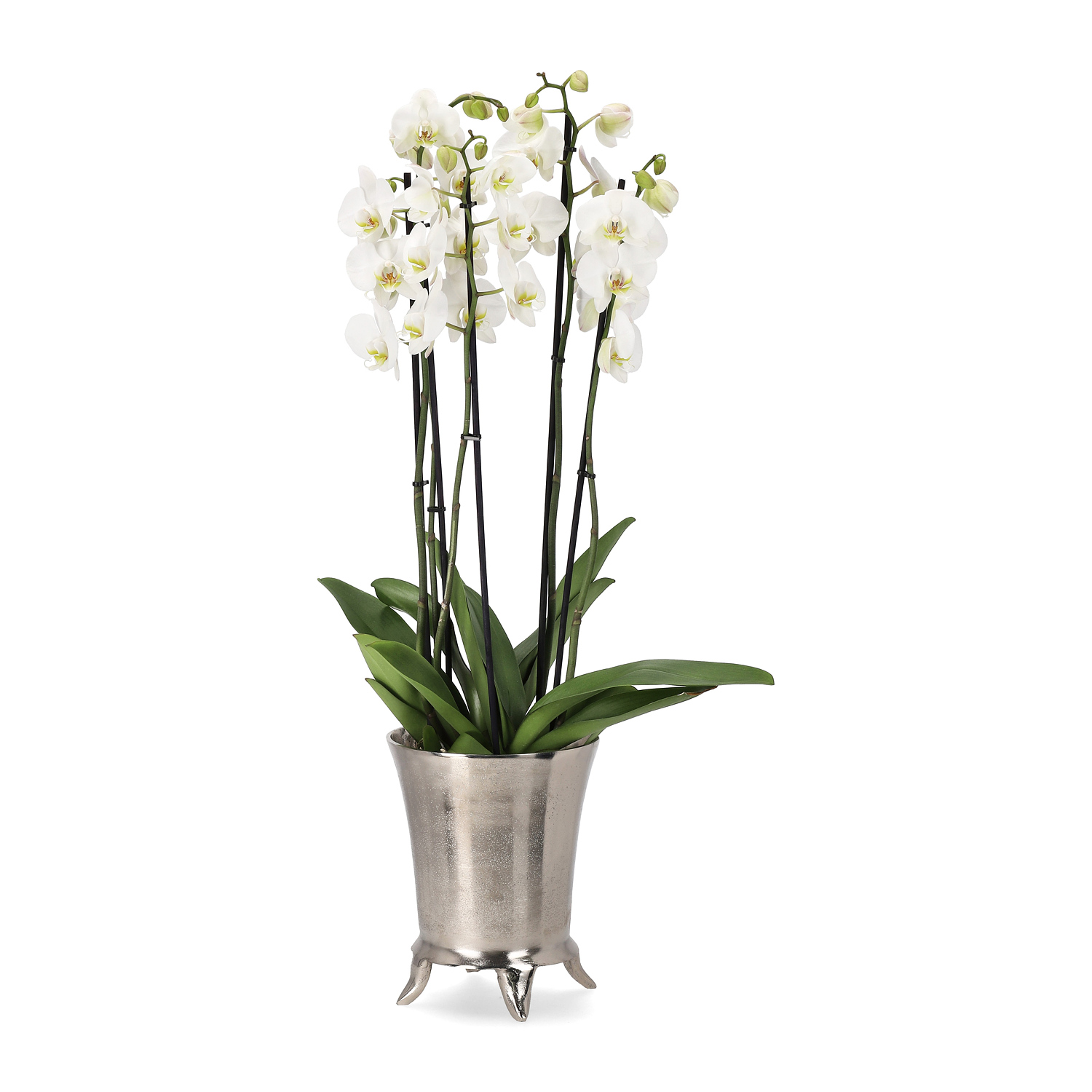 Brudorkidé 'Duetto'