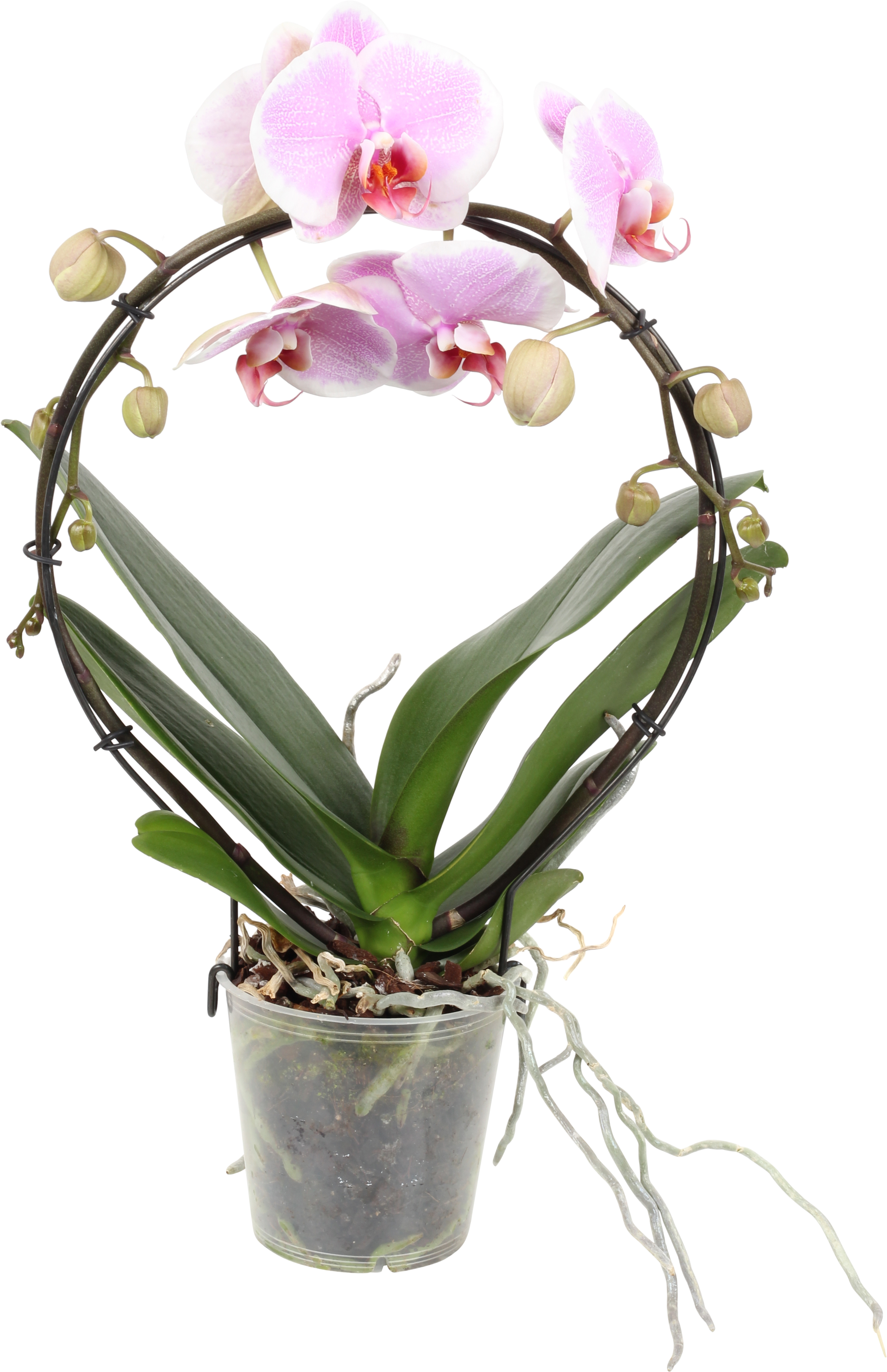 Brudorkidé på båge