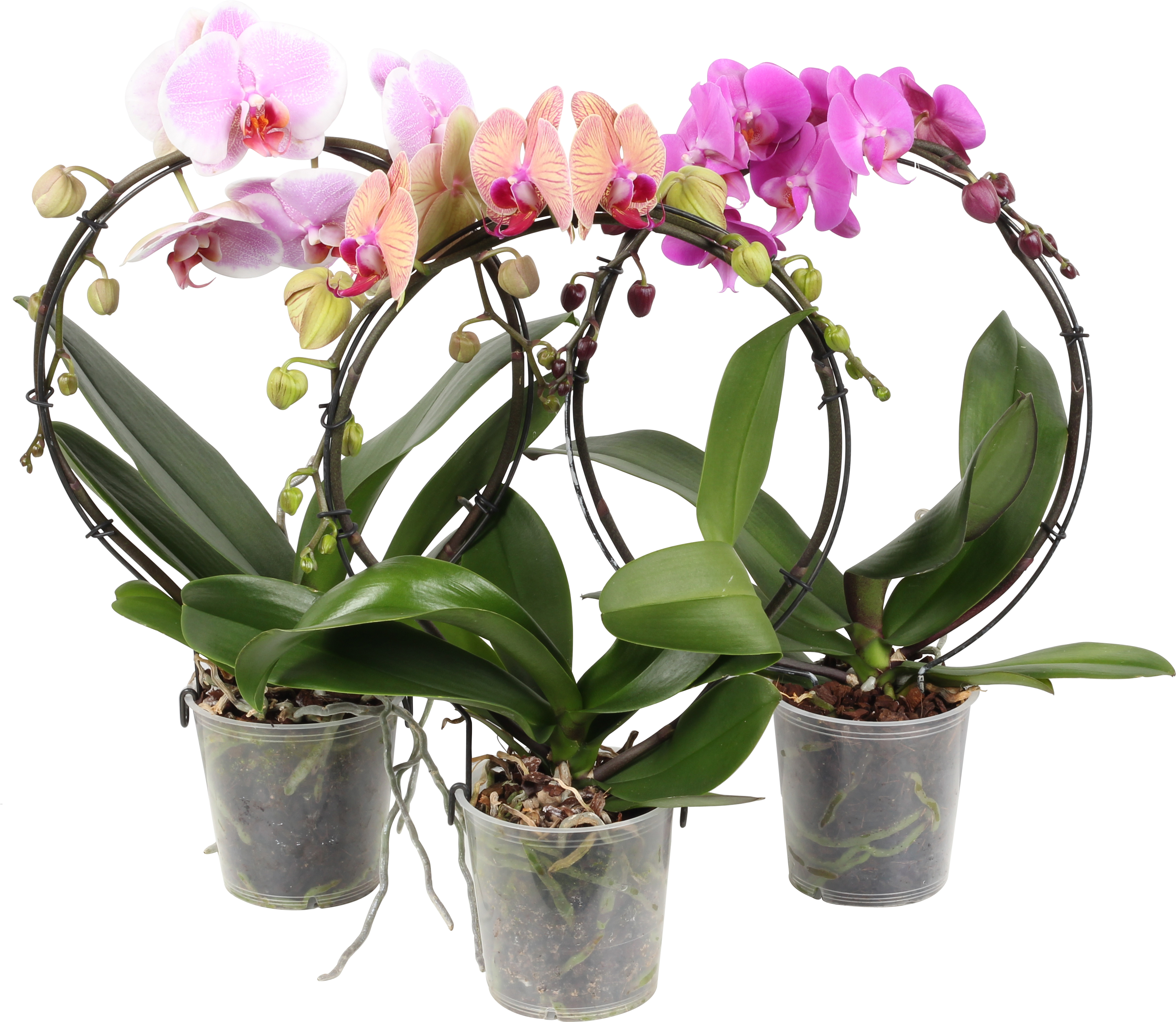 Brudorkidé på båge