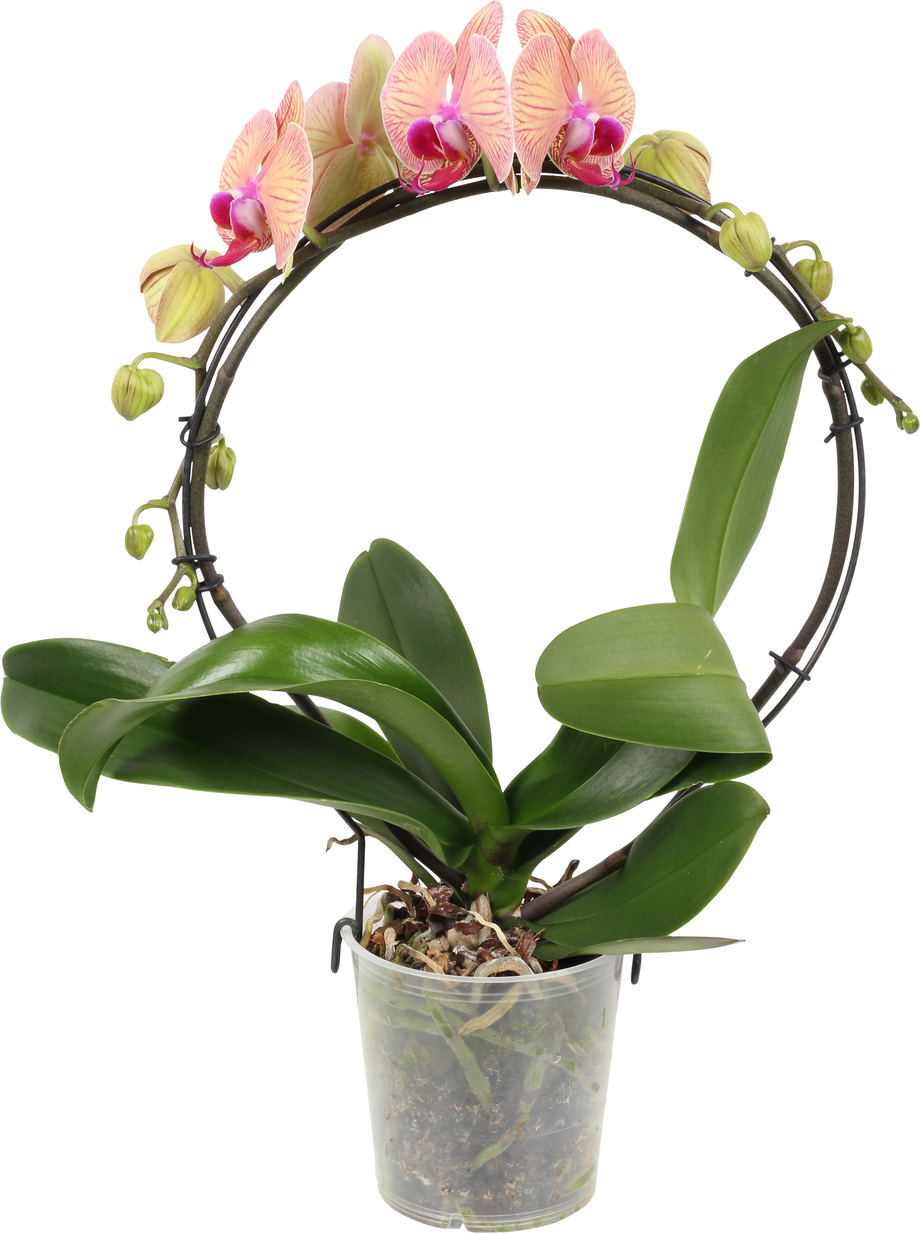 Brudorkidé på båge