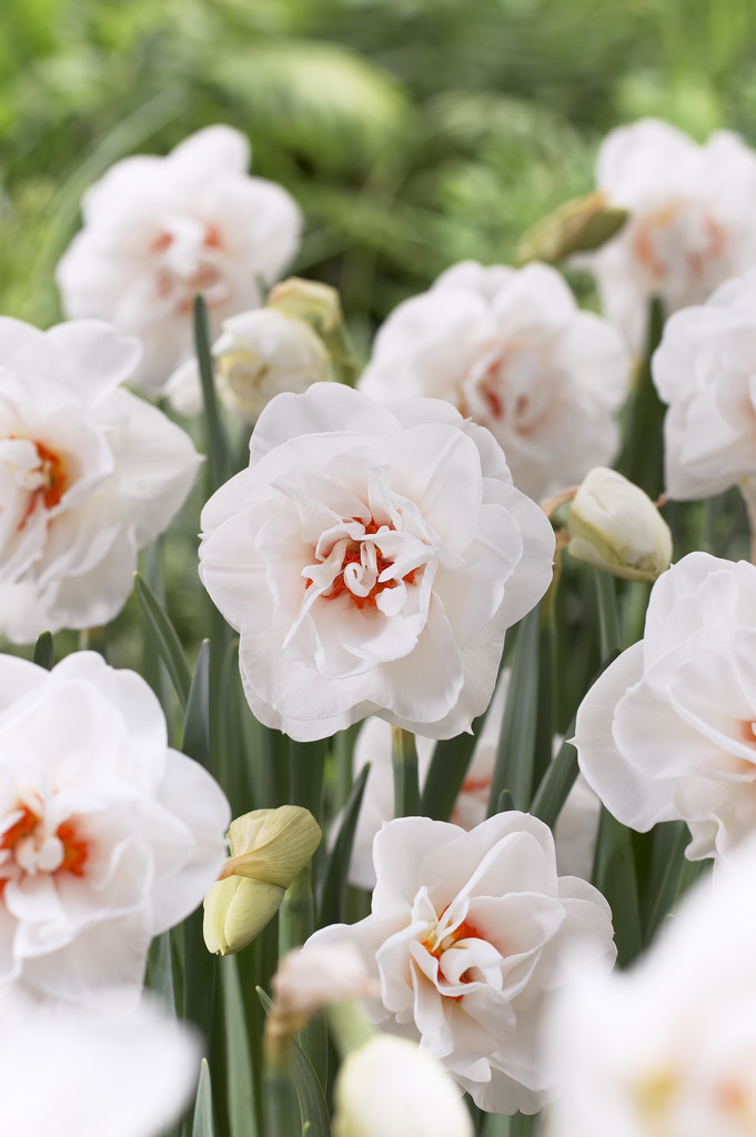 Stjärnnarciss 'Acropolis'