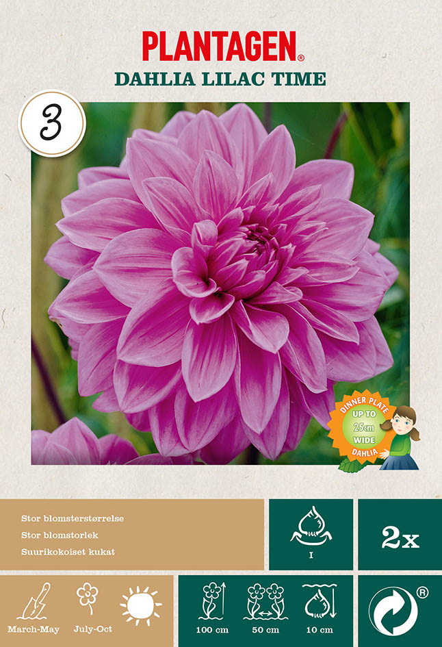 Dekorativdahlia 'Lilac Time'