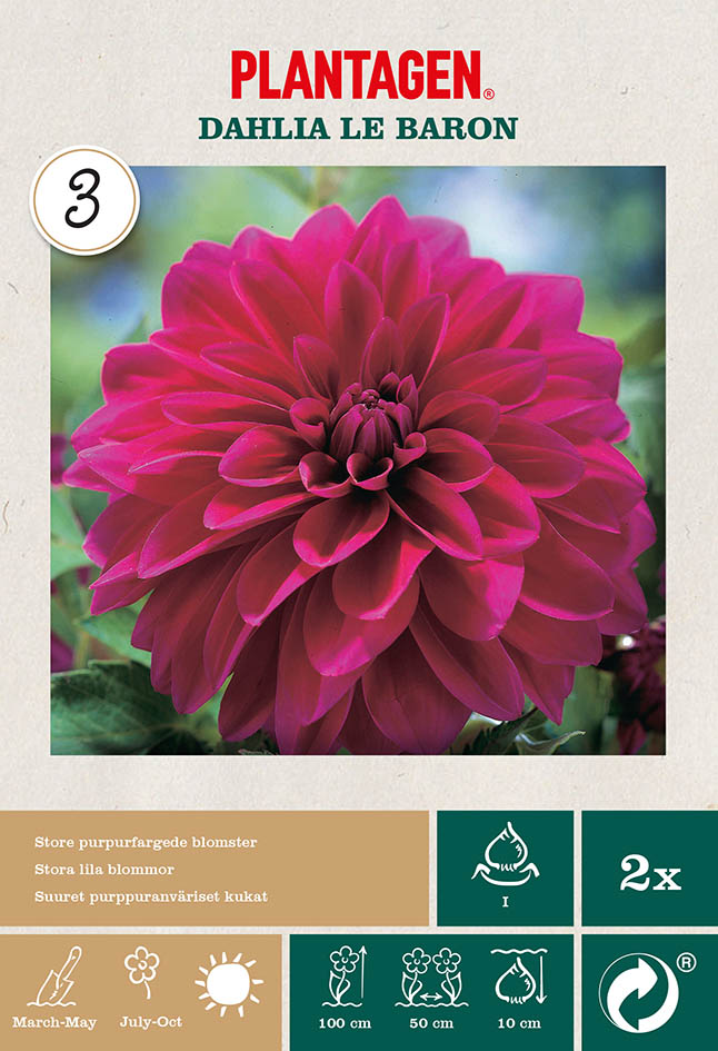 Dahlia Decorative Le Baron