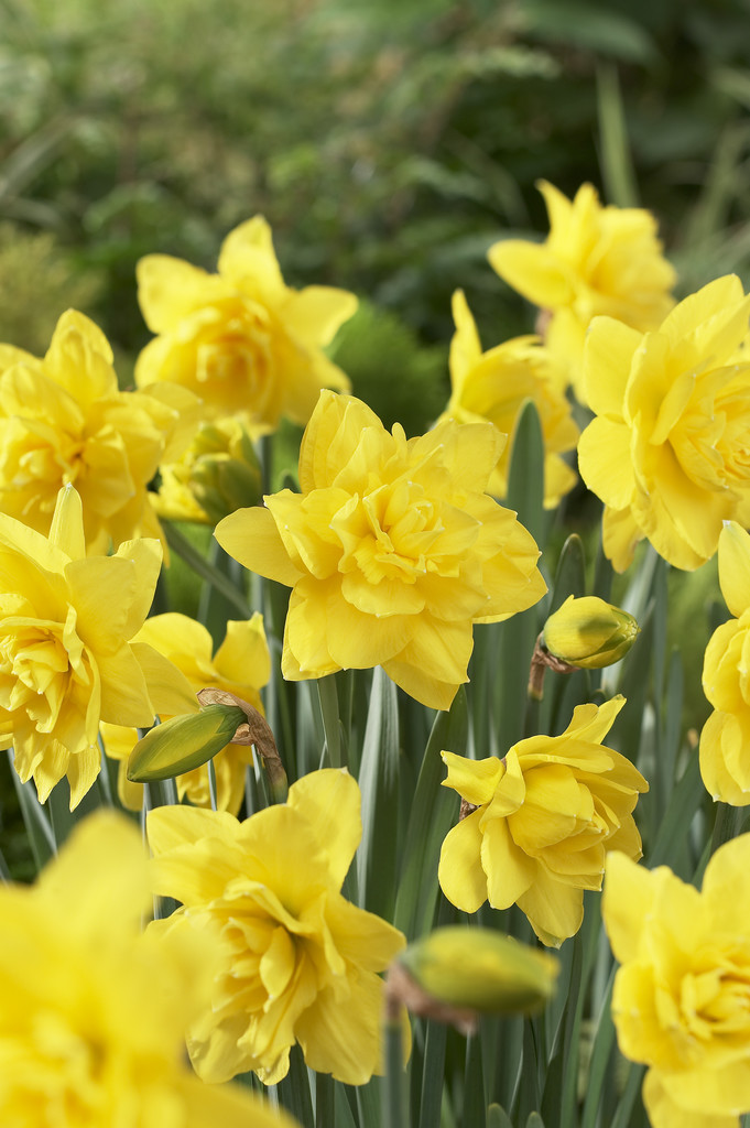 Påsklilja 'Golden Ducat'