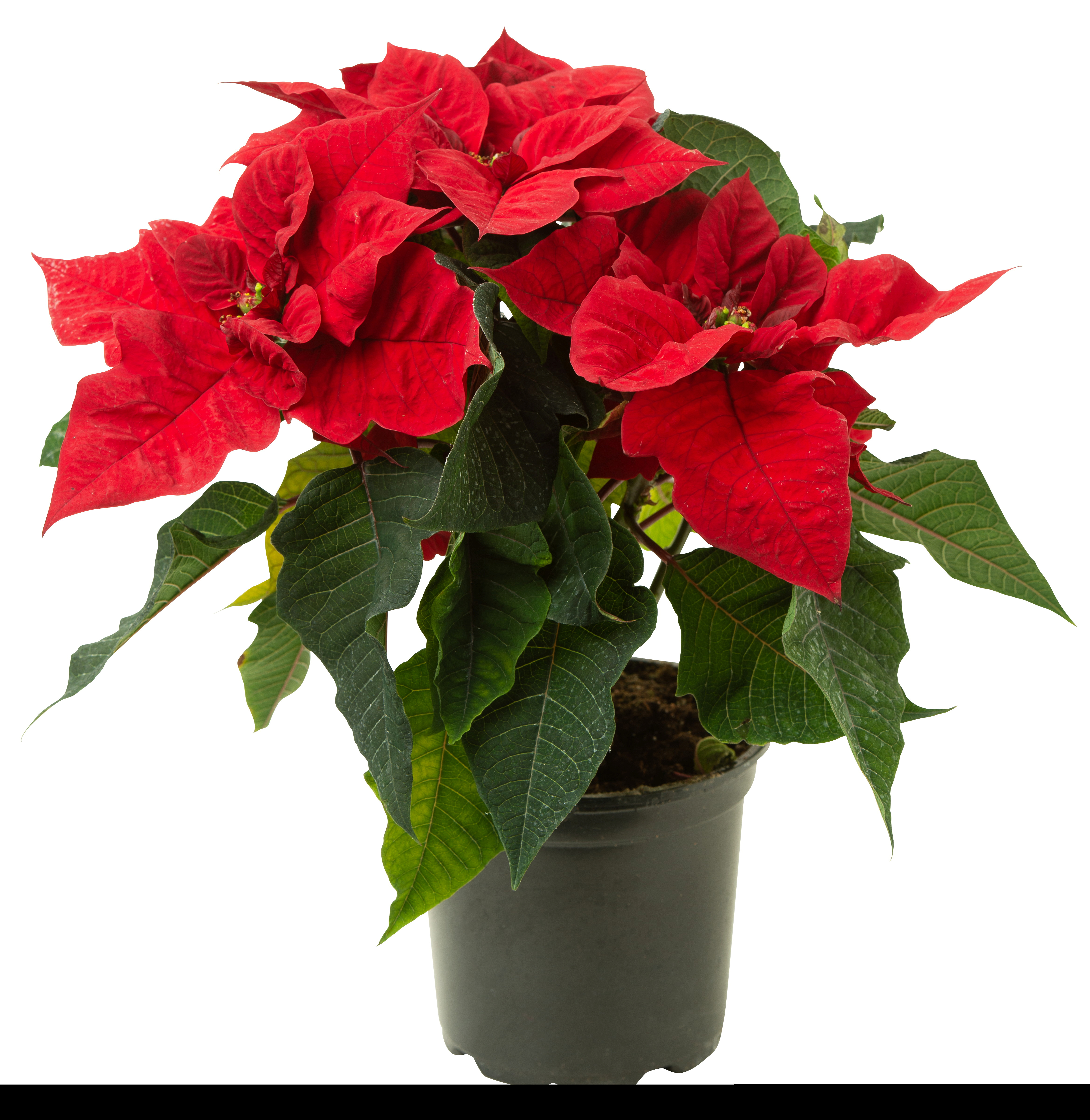 Julestjerne flergrenet