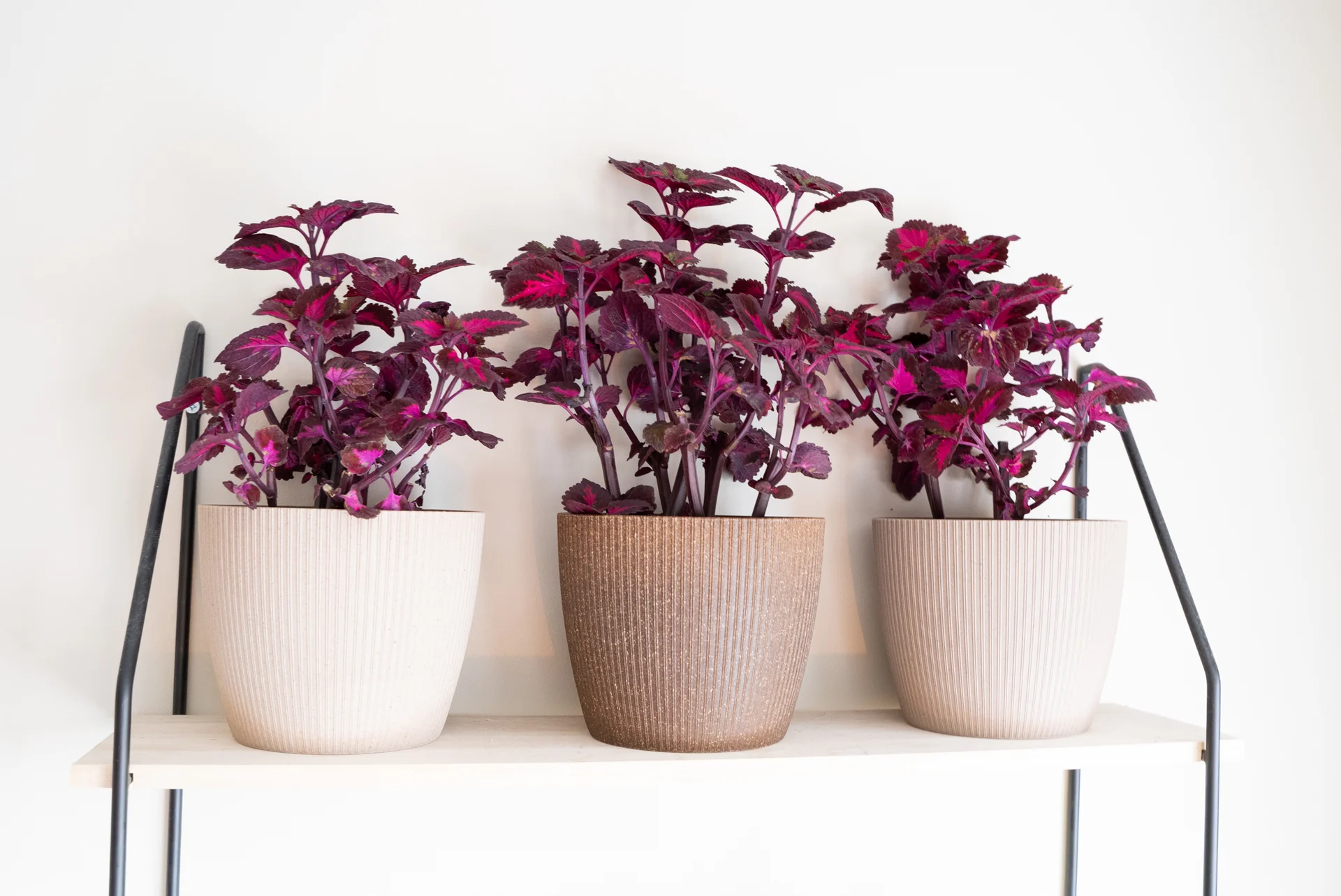 golden pothos is money plant Money Plant (Golden Pothos) – Indoor Air Purifying Creeper main image 1
