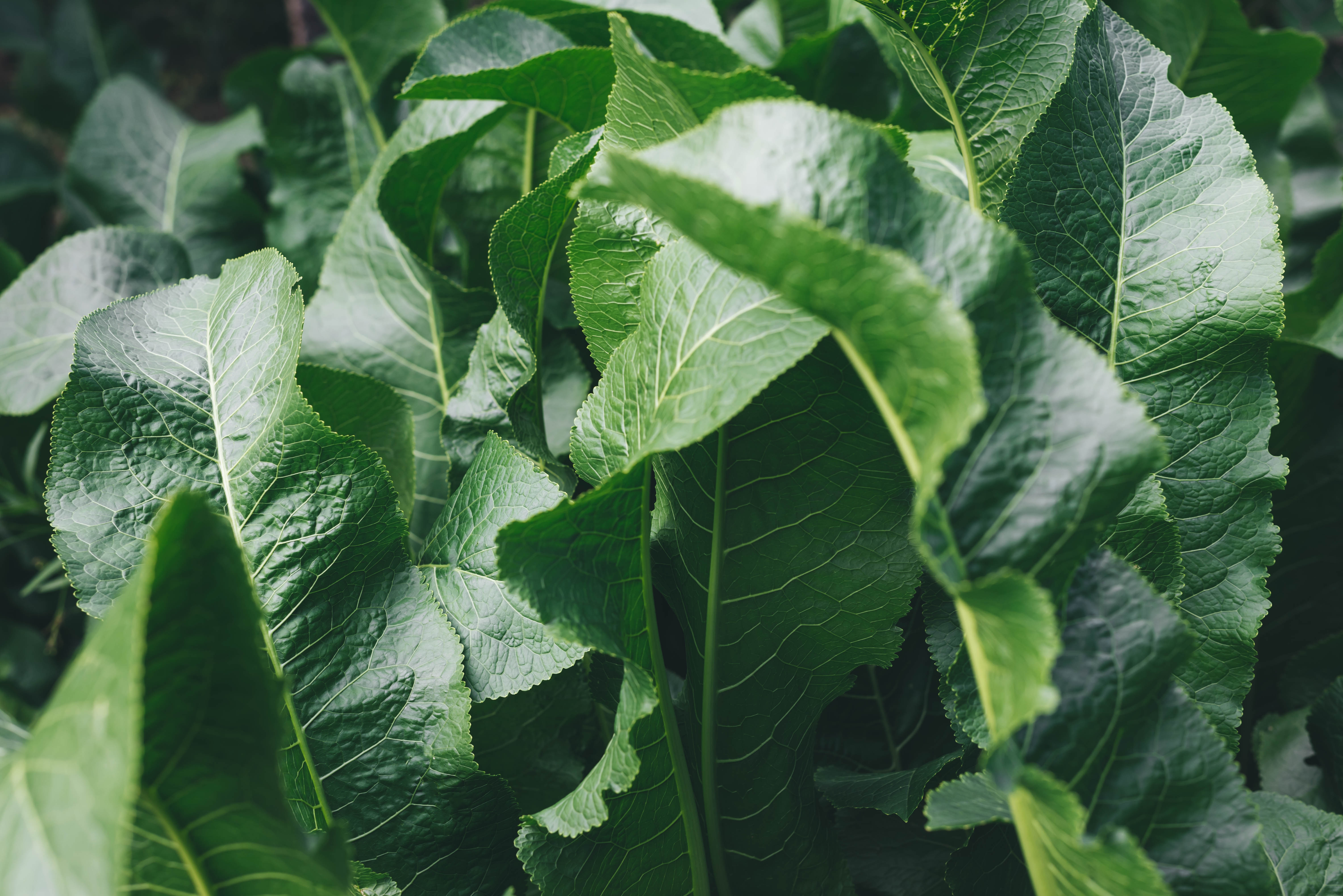 Peper Root Pepperrot | Plantasjen