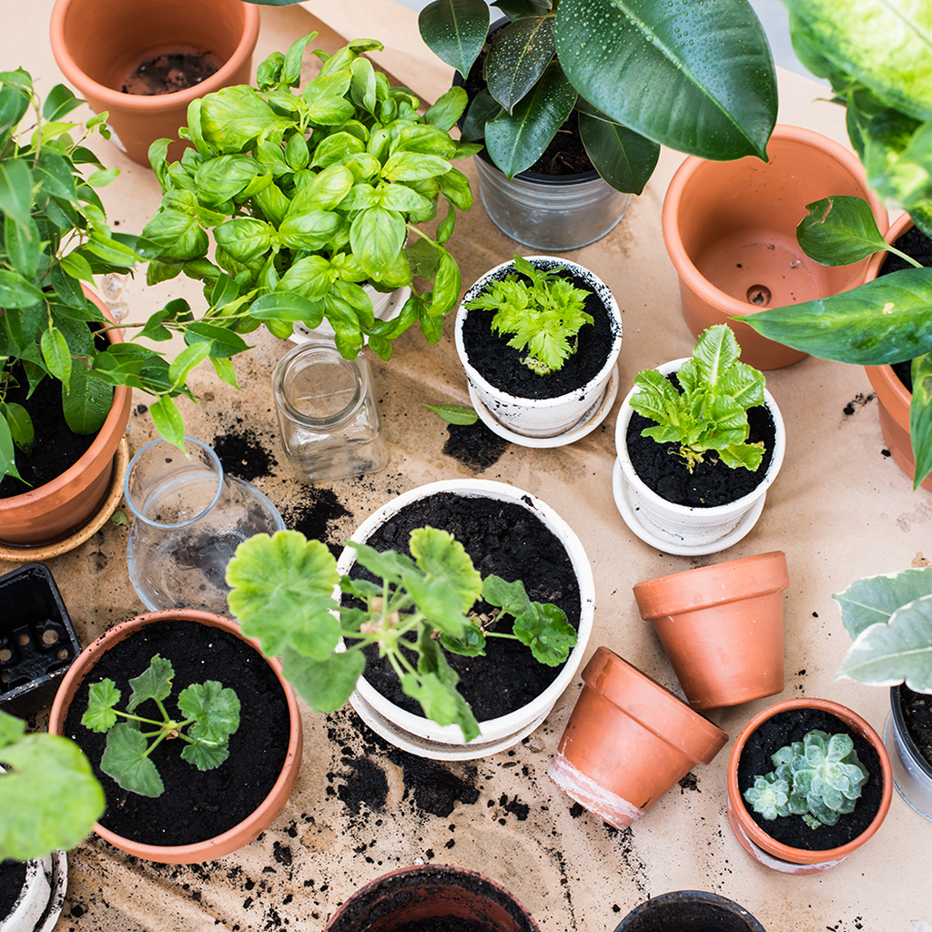 Så inomhus året runt | Plantagen