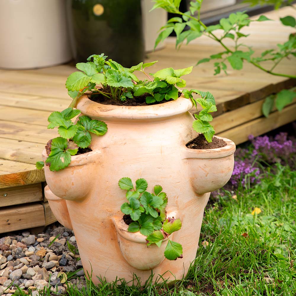 Jordgubbskruka Gilbert