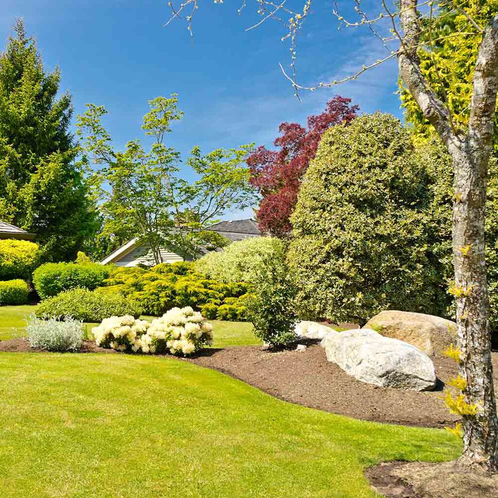 Shrubs and trees – how to succeed | Plantagen