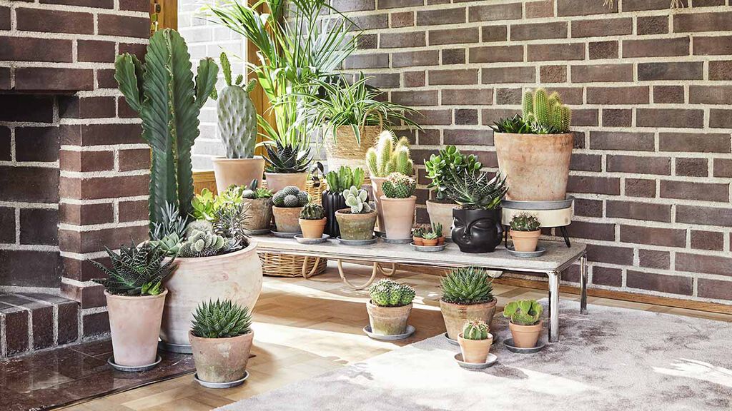 Lista med torktåliga växter | Plantagen