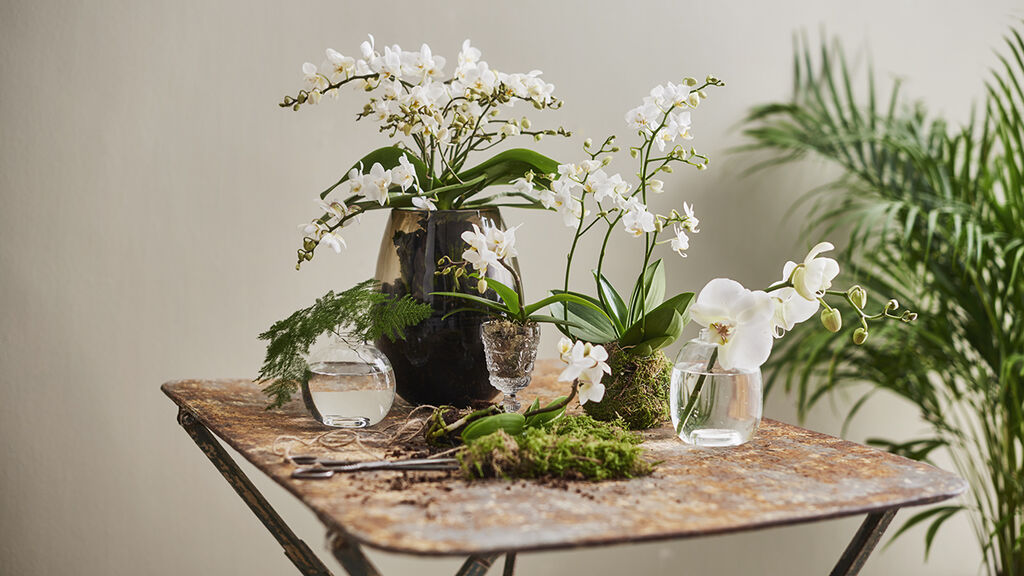 Allergifremkallende Planter