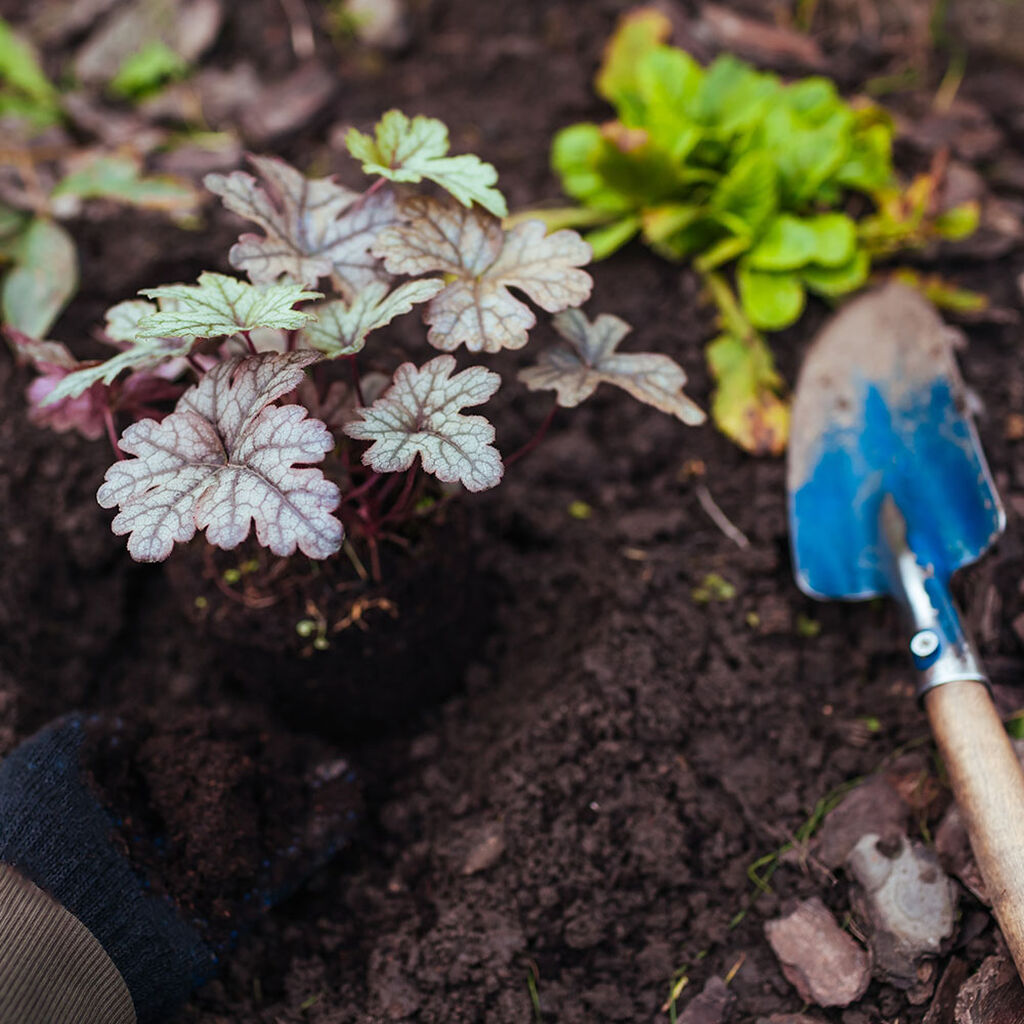 Alunrot – plantering och skötsel | Plantagen