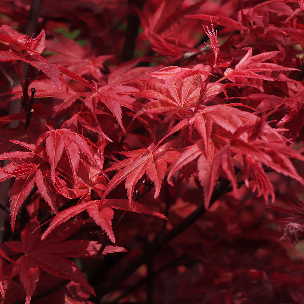 Japansk lönn - plantering och skötsel | Plantagen