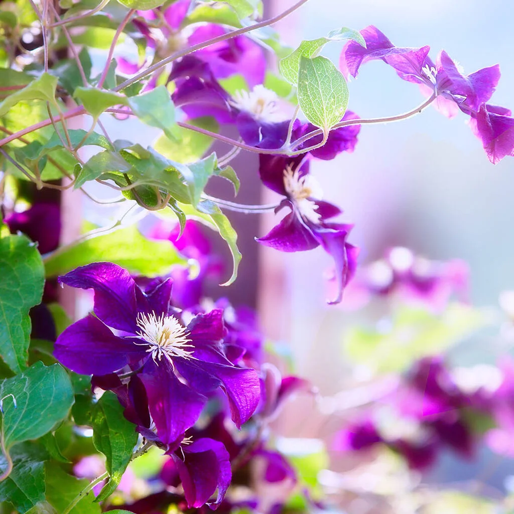 Climbing plants  planting and care | Plantasjen
