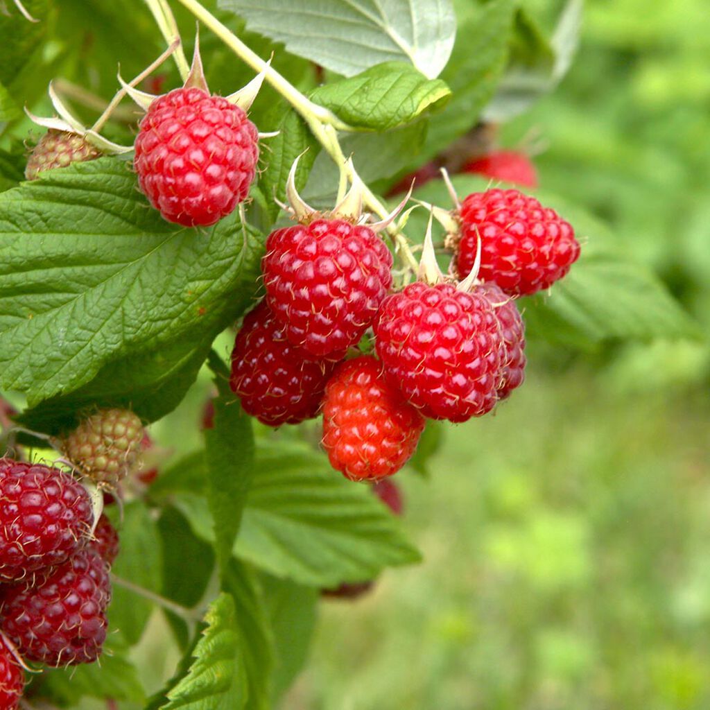 Hallon – odla dina egna | Plantagen