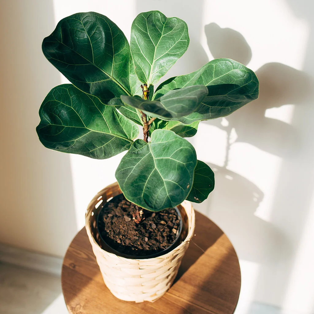Fiddlehead fig | Plantasjen