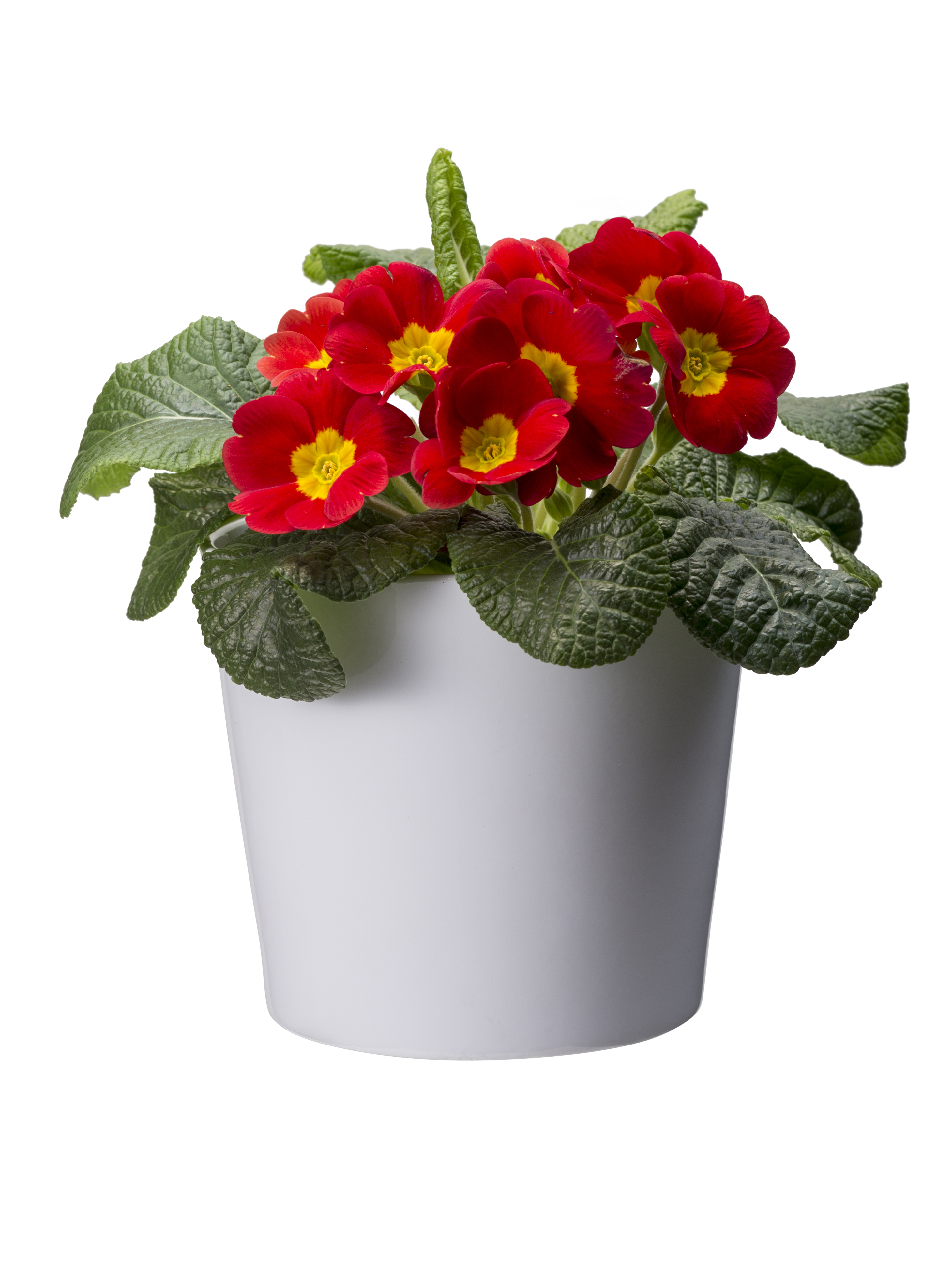 Harmoni pot D12,5 white