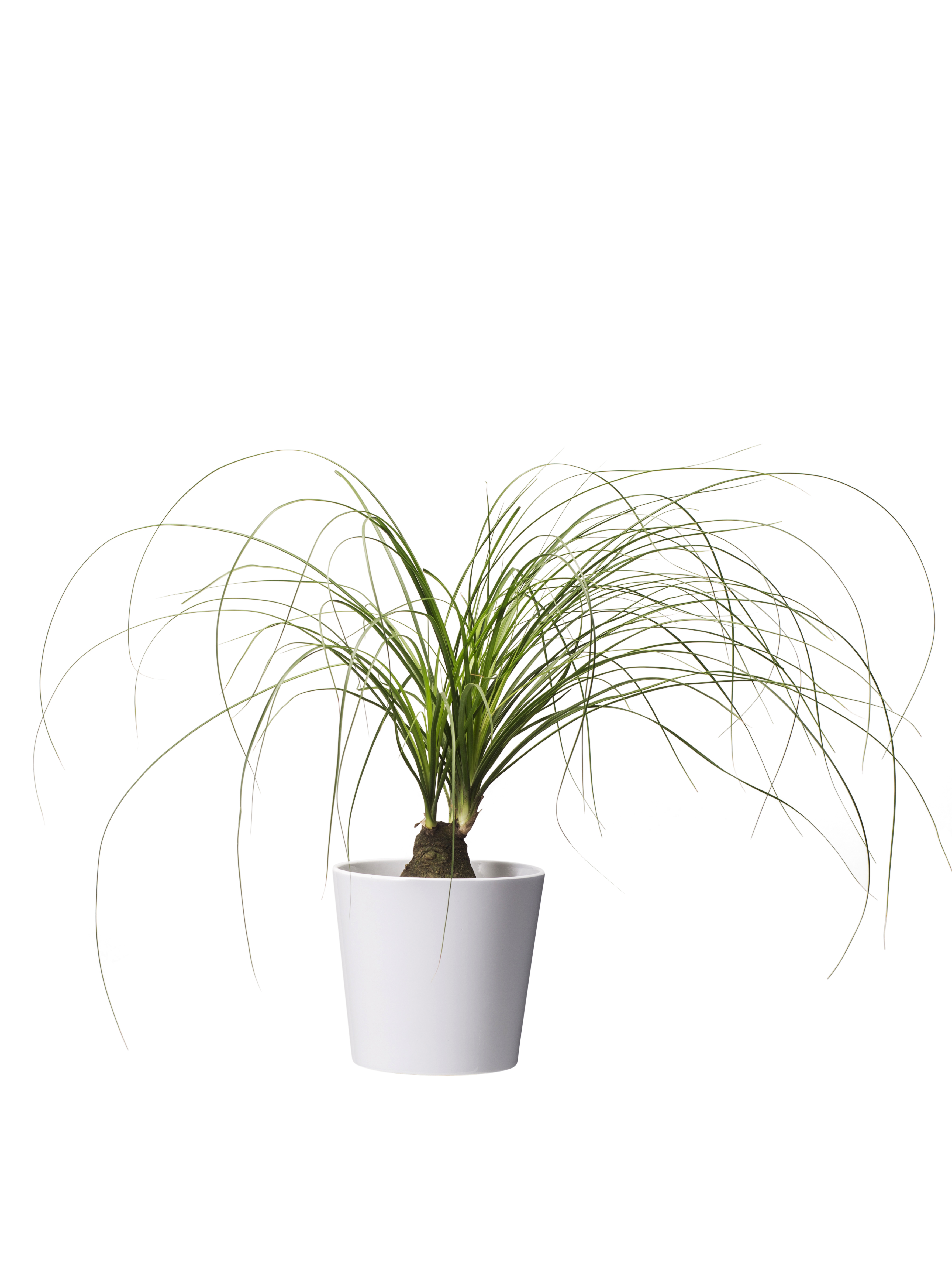 Harmoni pot D12,5 white