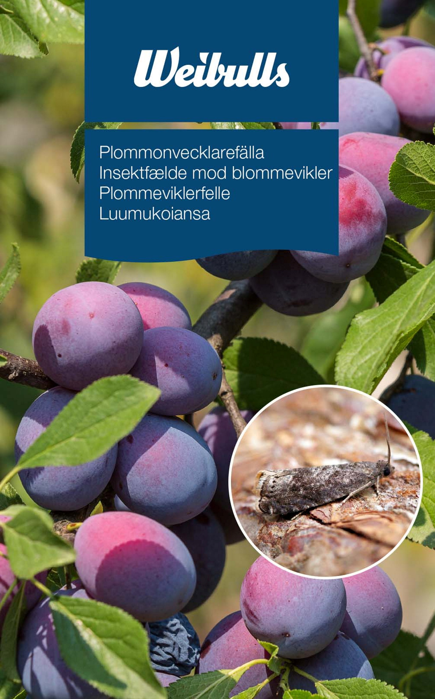 Feromonfälla plommonvecklare