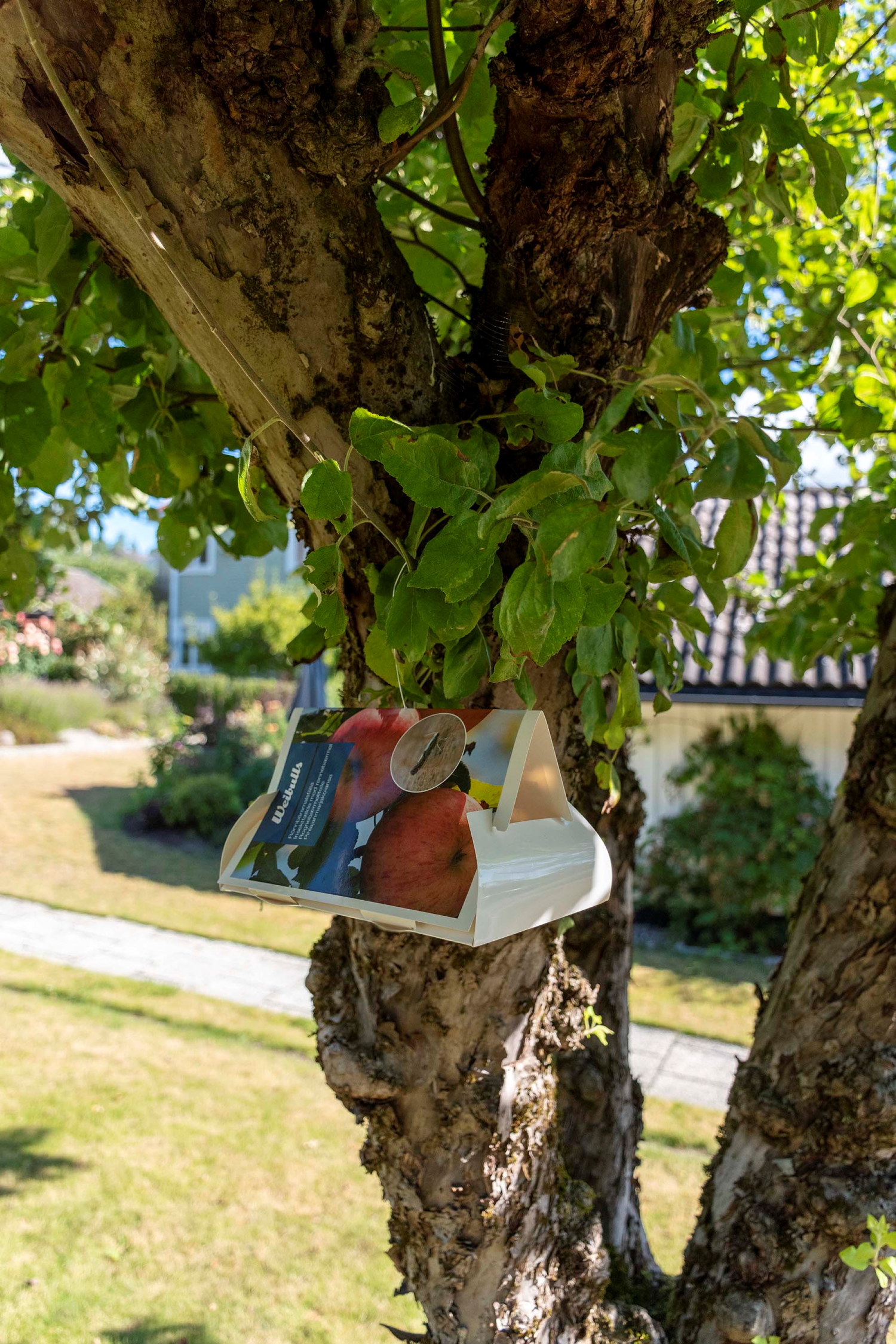 Feromonfälla äpplevecklare